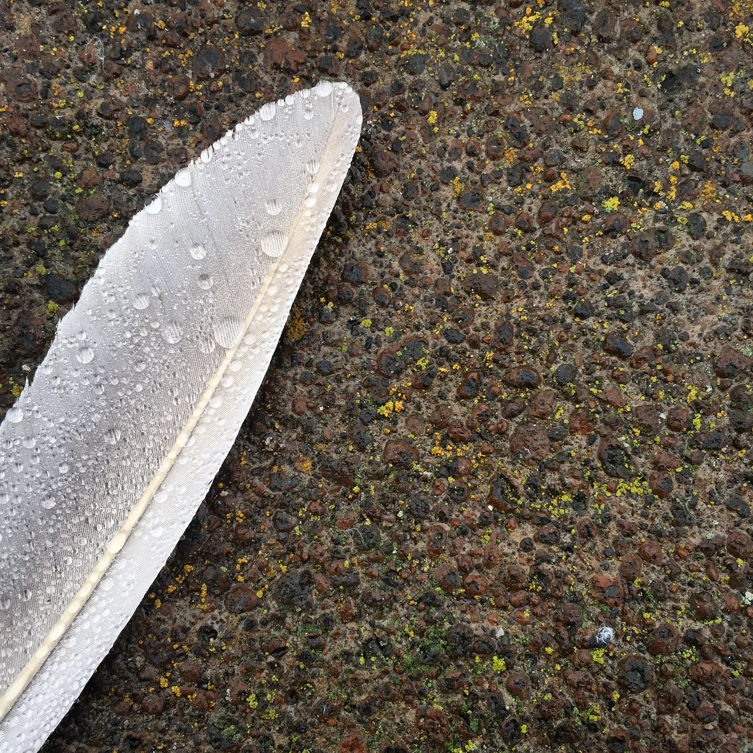 "Primary" $145 Framed  |  April 28 - June 3, Morris Graves Museum, Eureka, CA