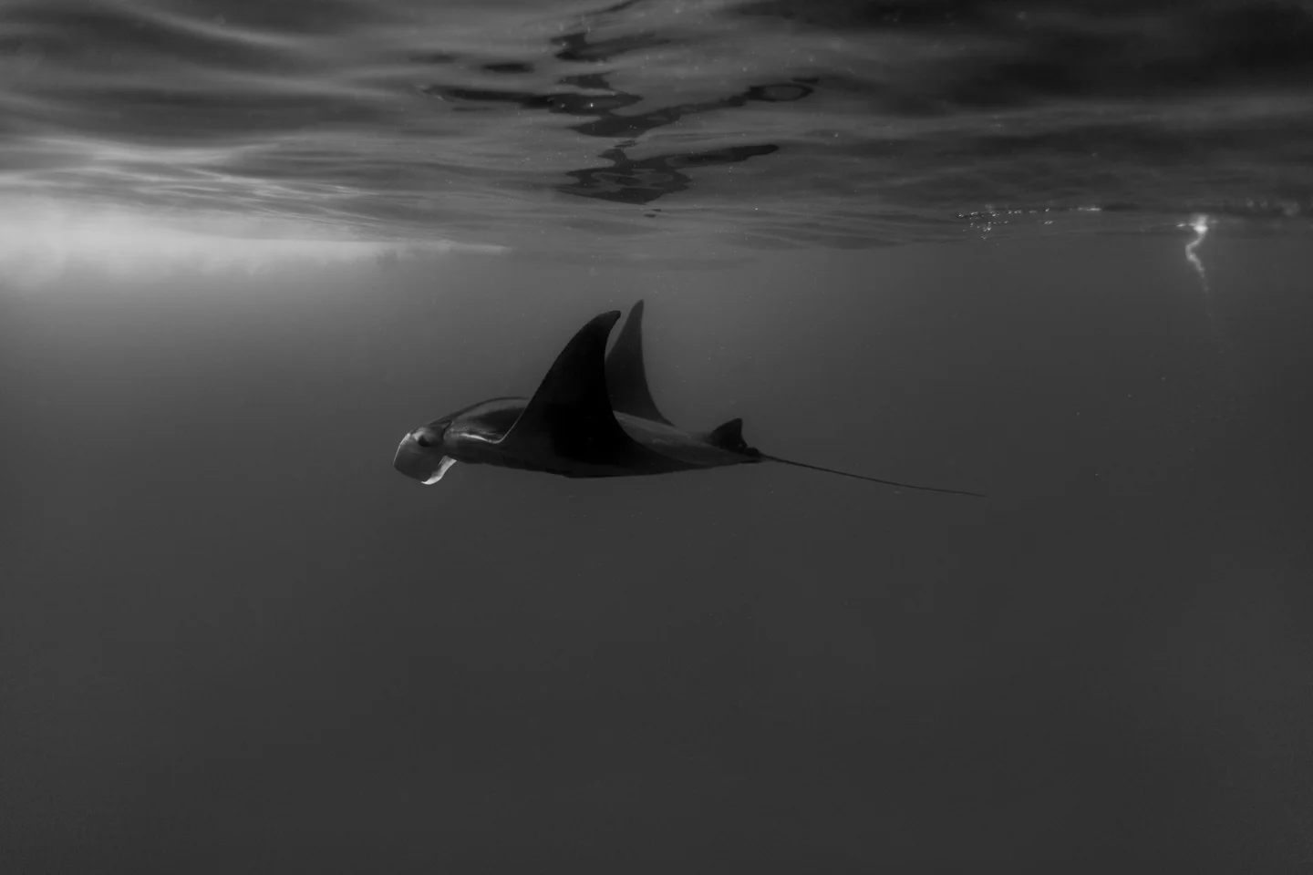 Manta_.JPG