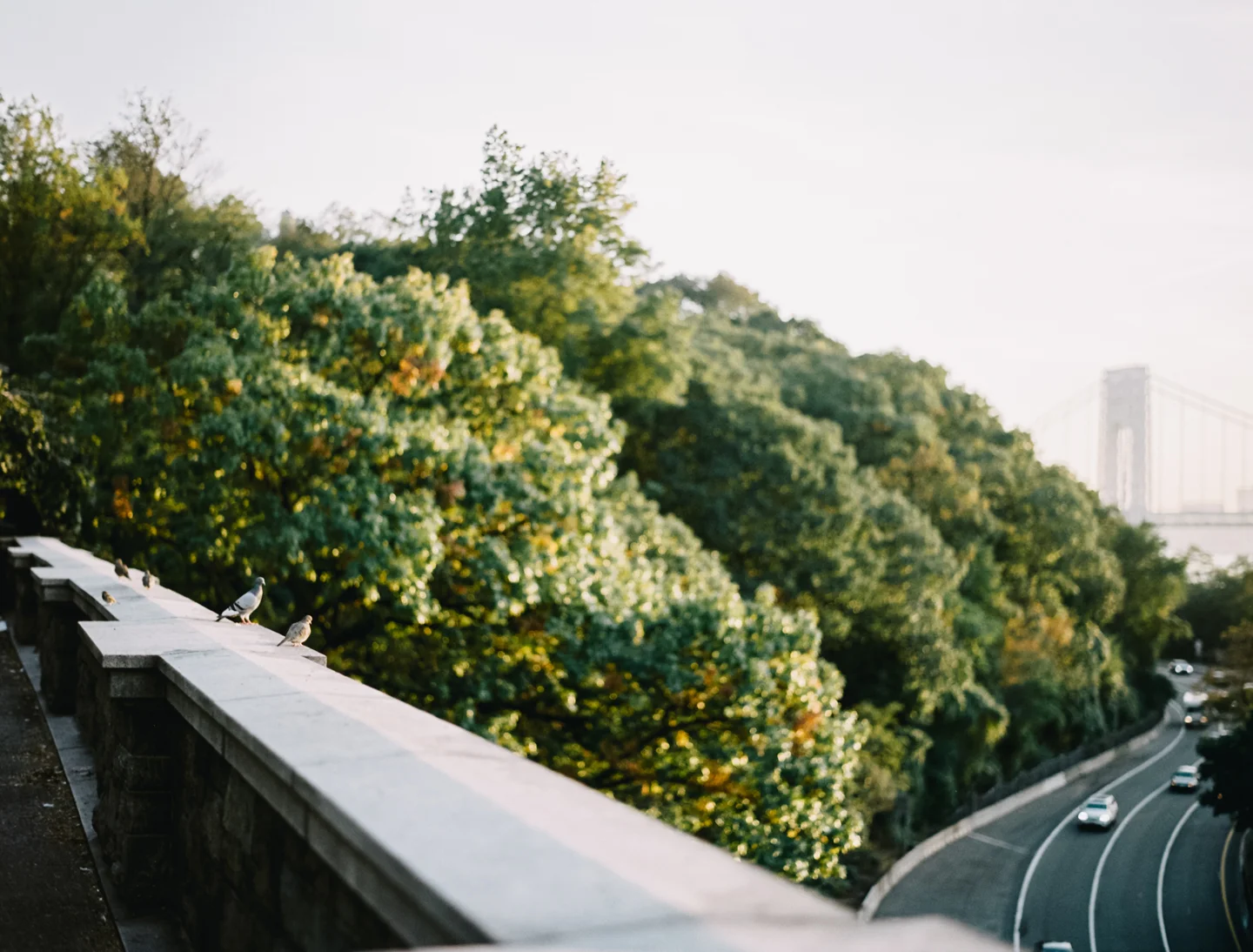 Pigeons Fort Tryon 001.JPG