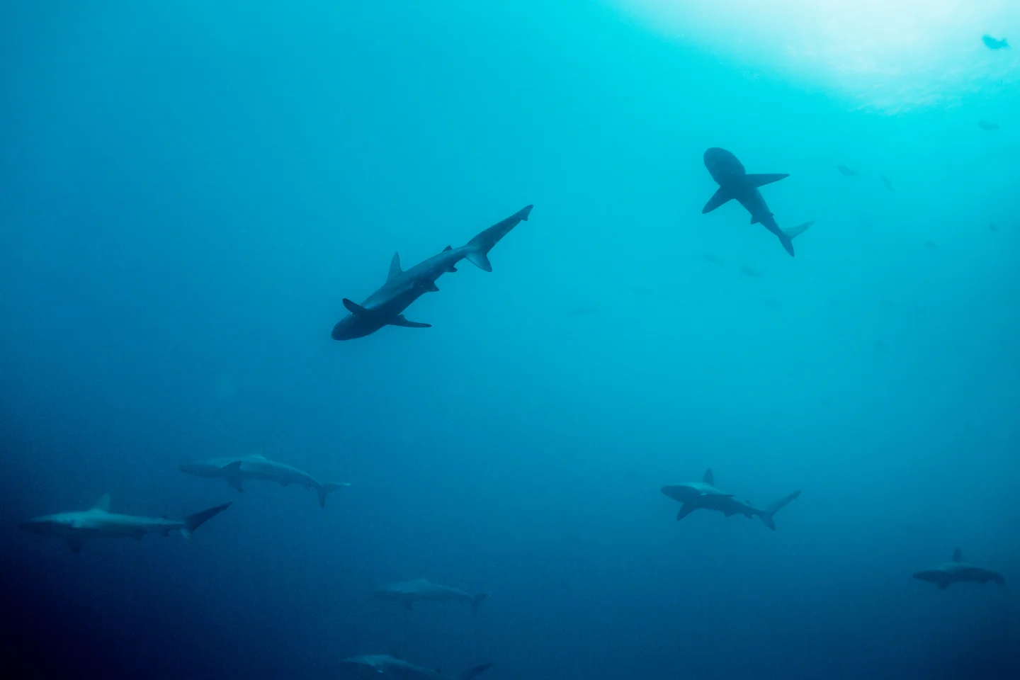 Ecuador 2012-290.JPG