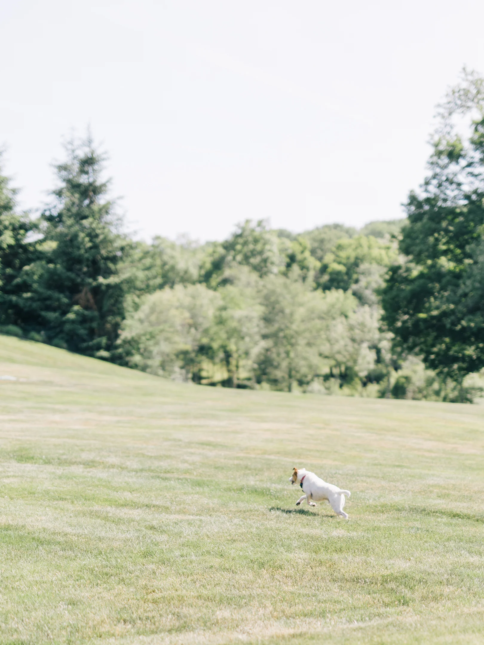 Virginia & Max's Wedding Teasers 030.JPG
