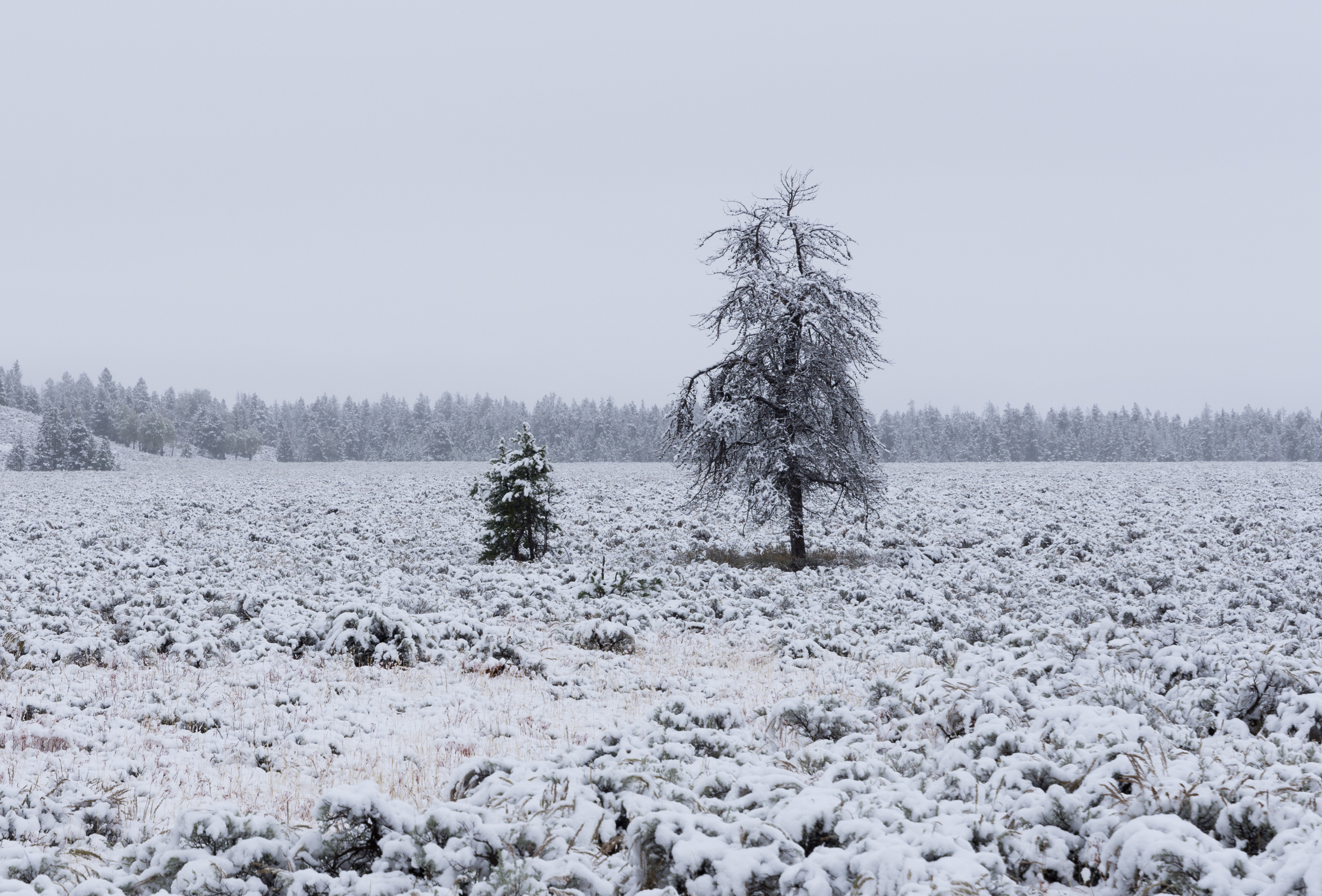 Lone Trees