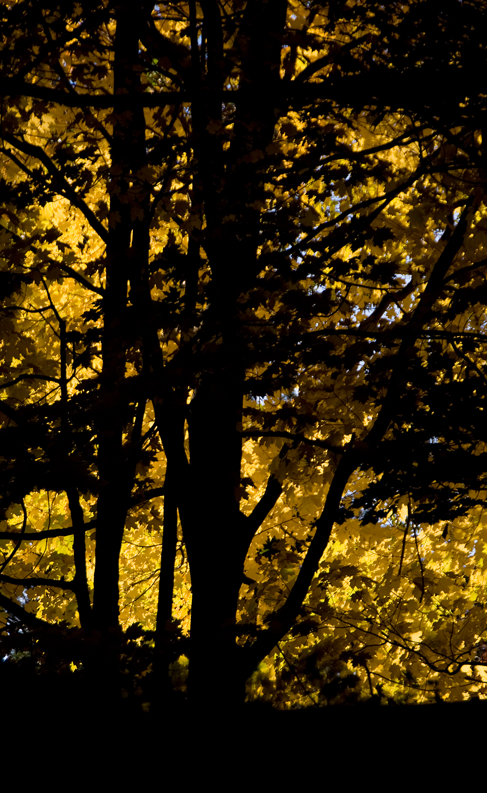Arboretum Contrast