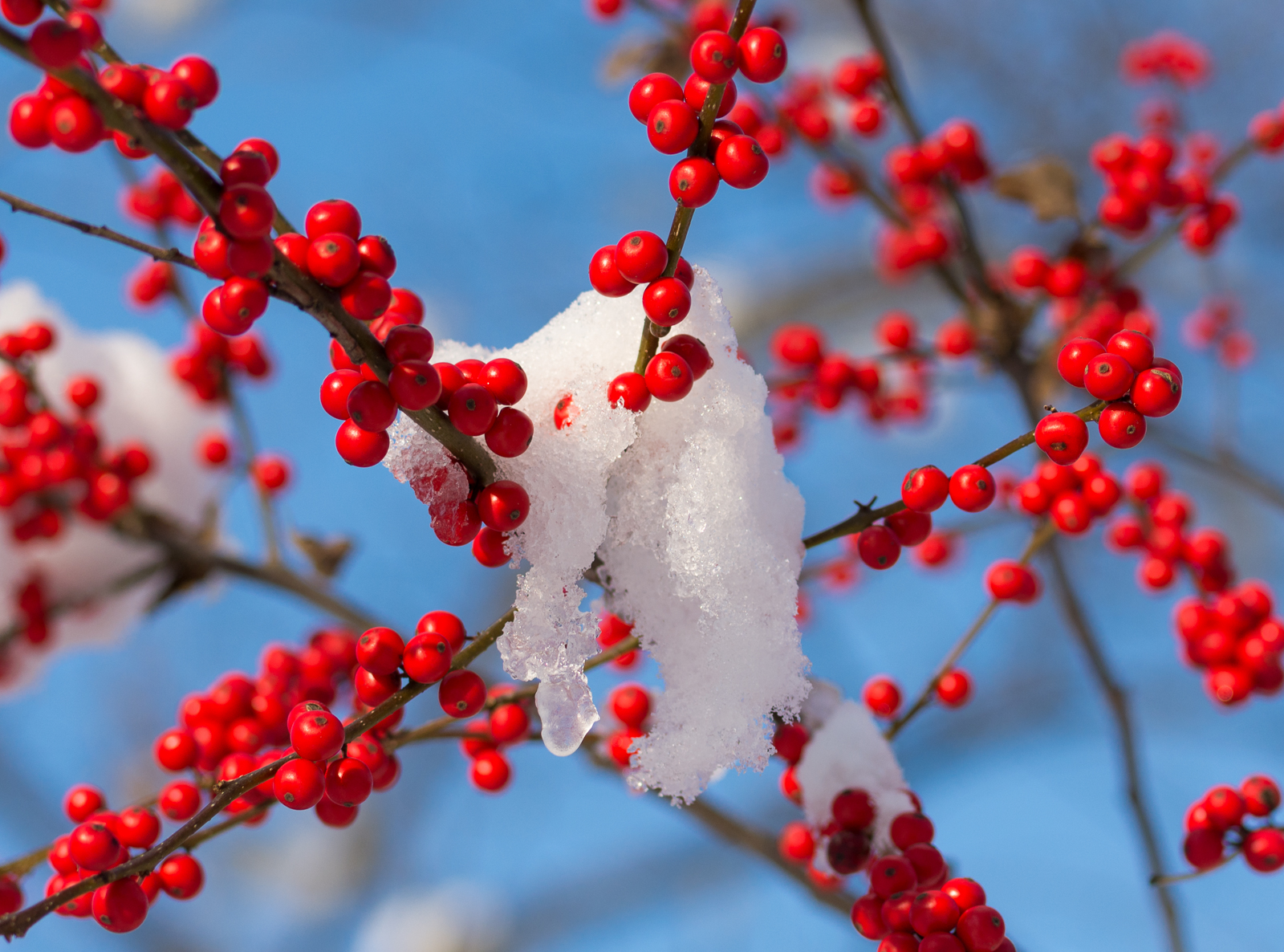 Snow Berries