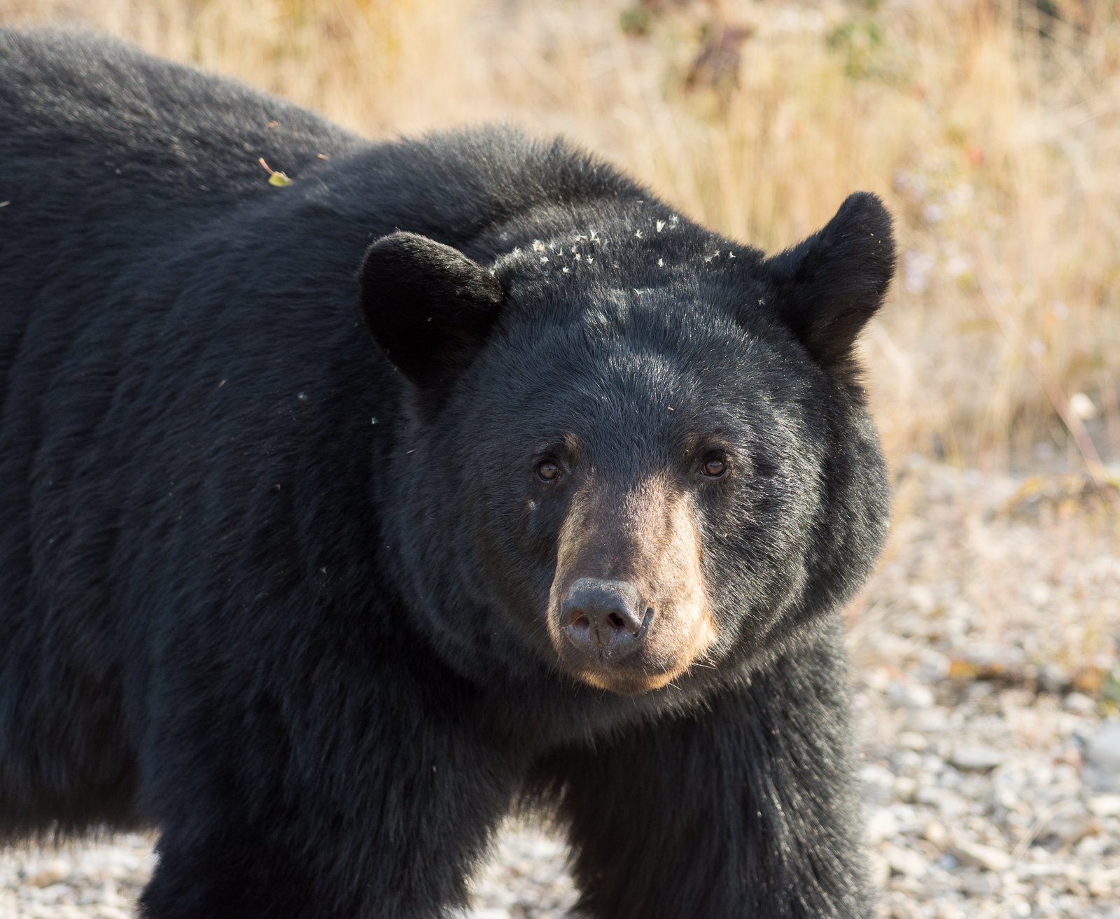 Filth Bear