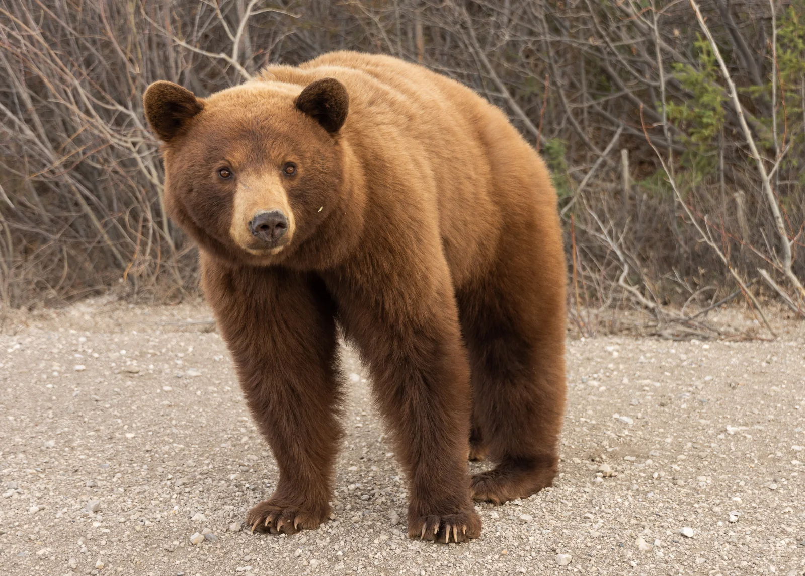 Bears 1, Cars 0
