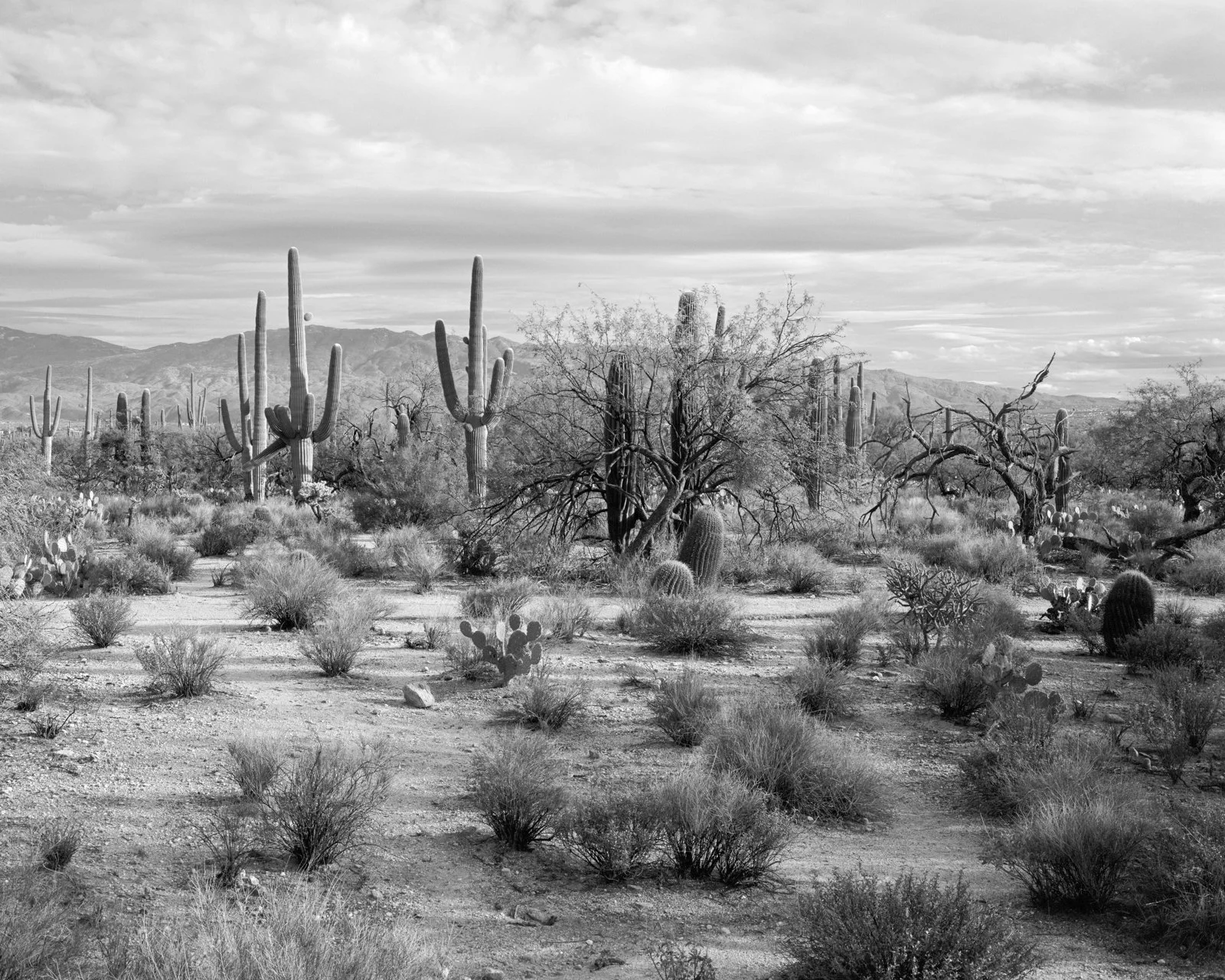  Sabino Canyon, AZ. December 2025 