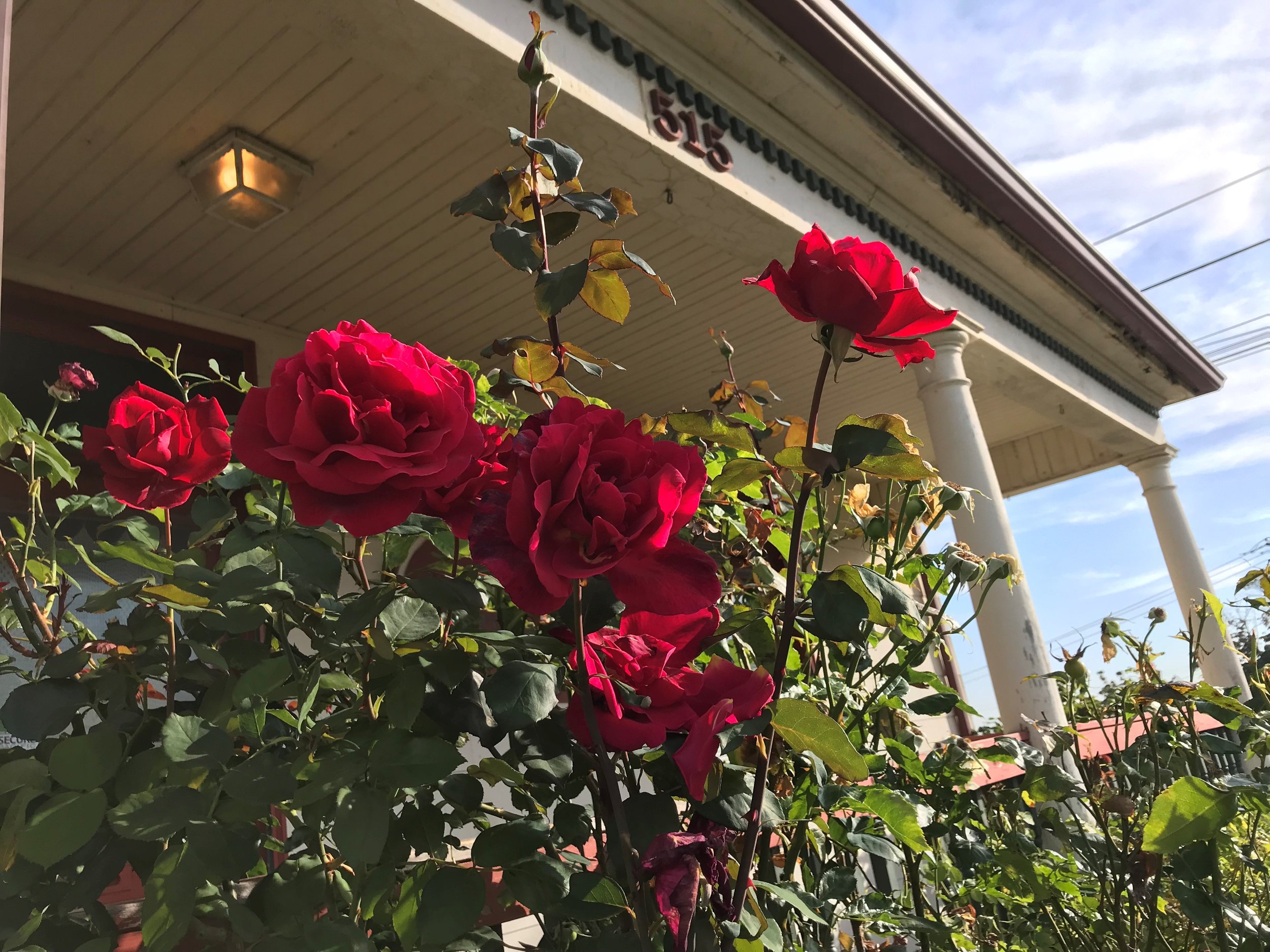 Roses at Old Parsonage Summer 2021.jpg