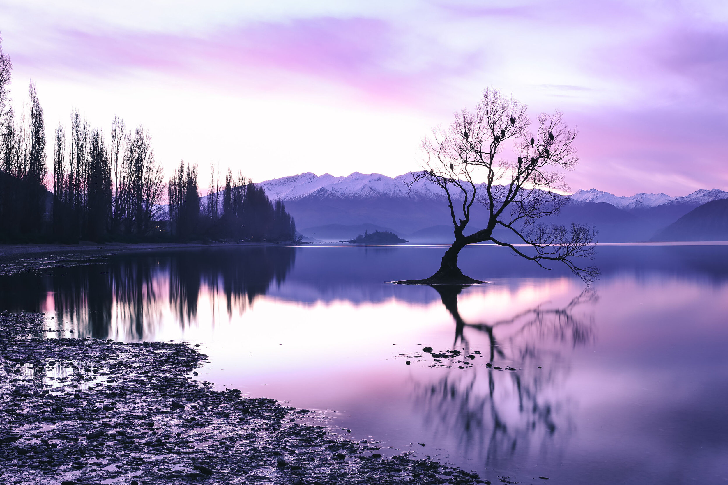 The Wanaka Tree small.jpg