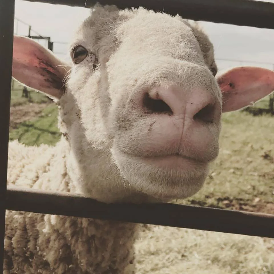 Bocephus