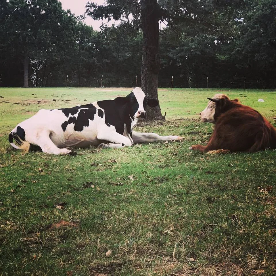 cows1.jpg