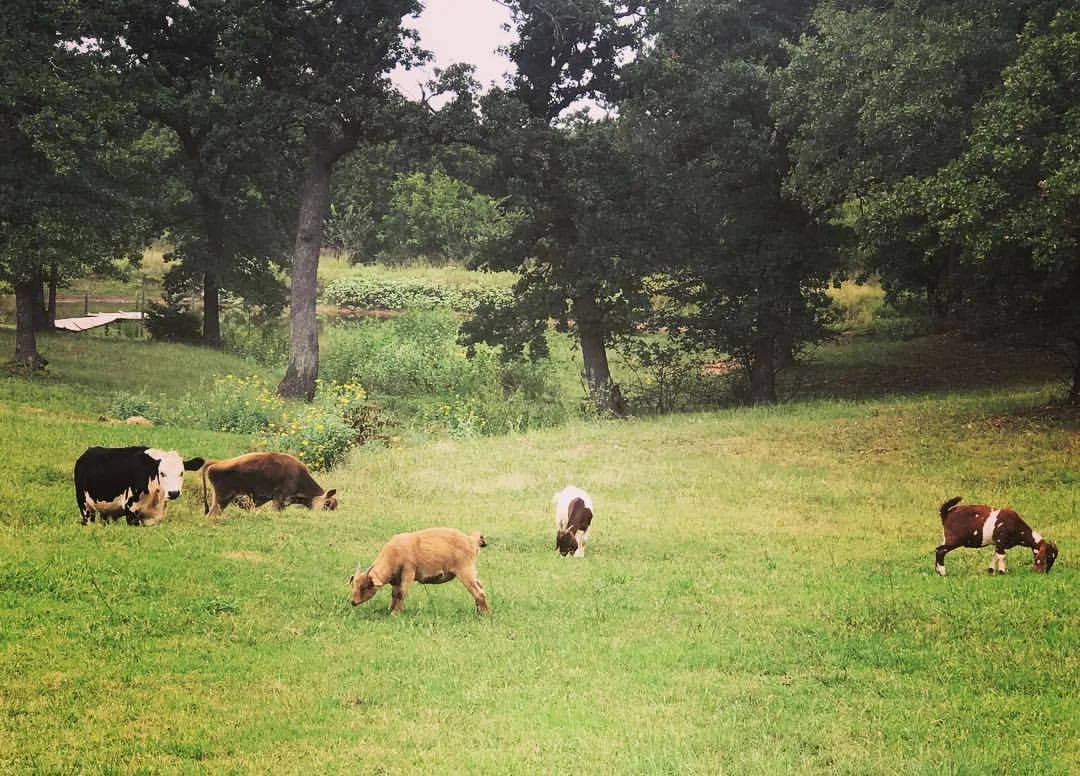goats1.jpg