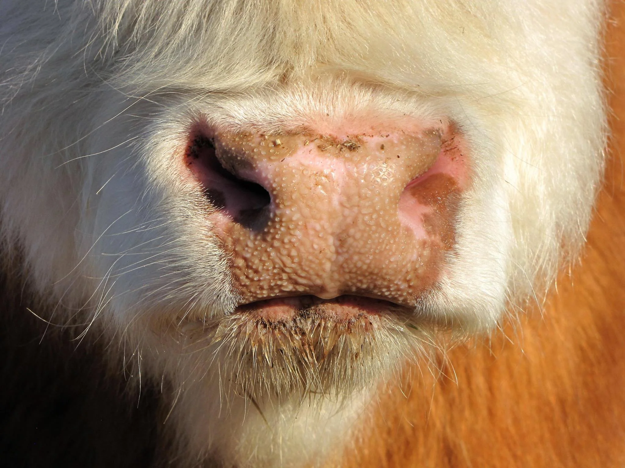 nose3.jpg