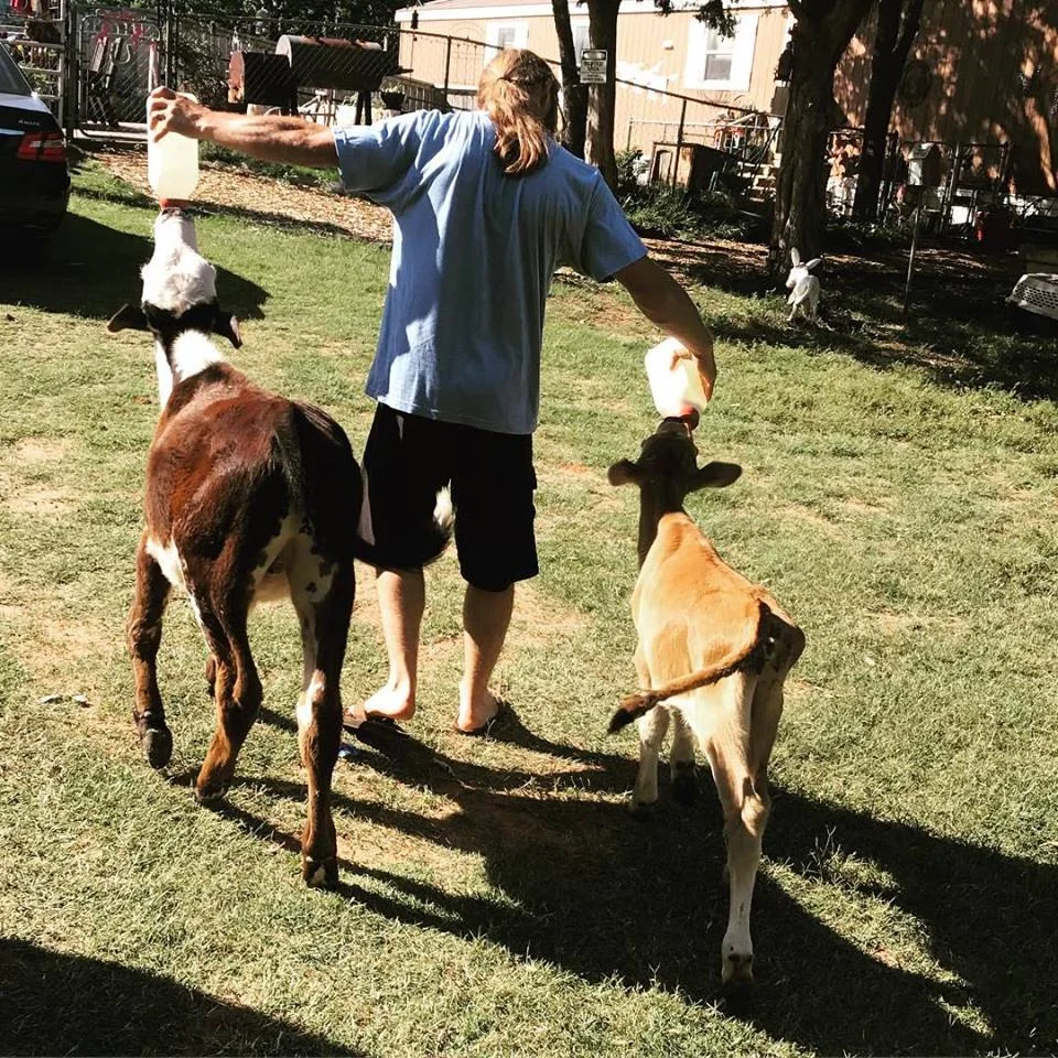 cowdad.jpg