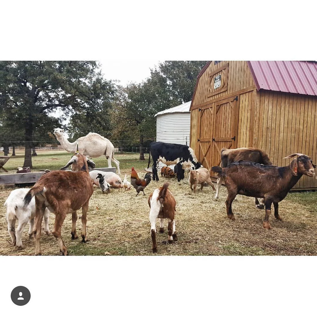 Oliver & Goats.jpg