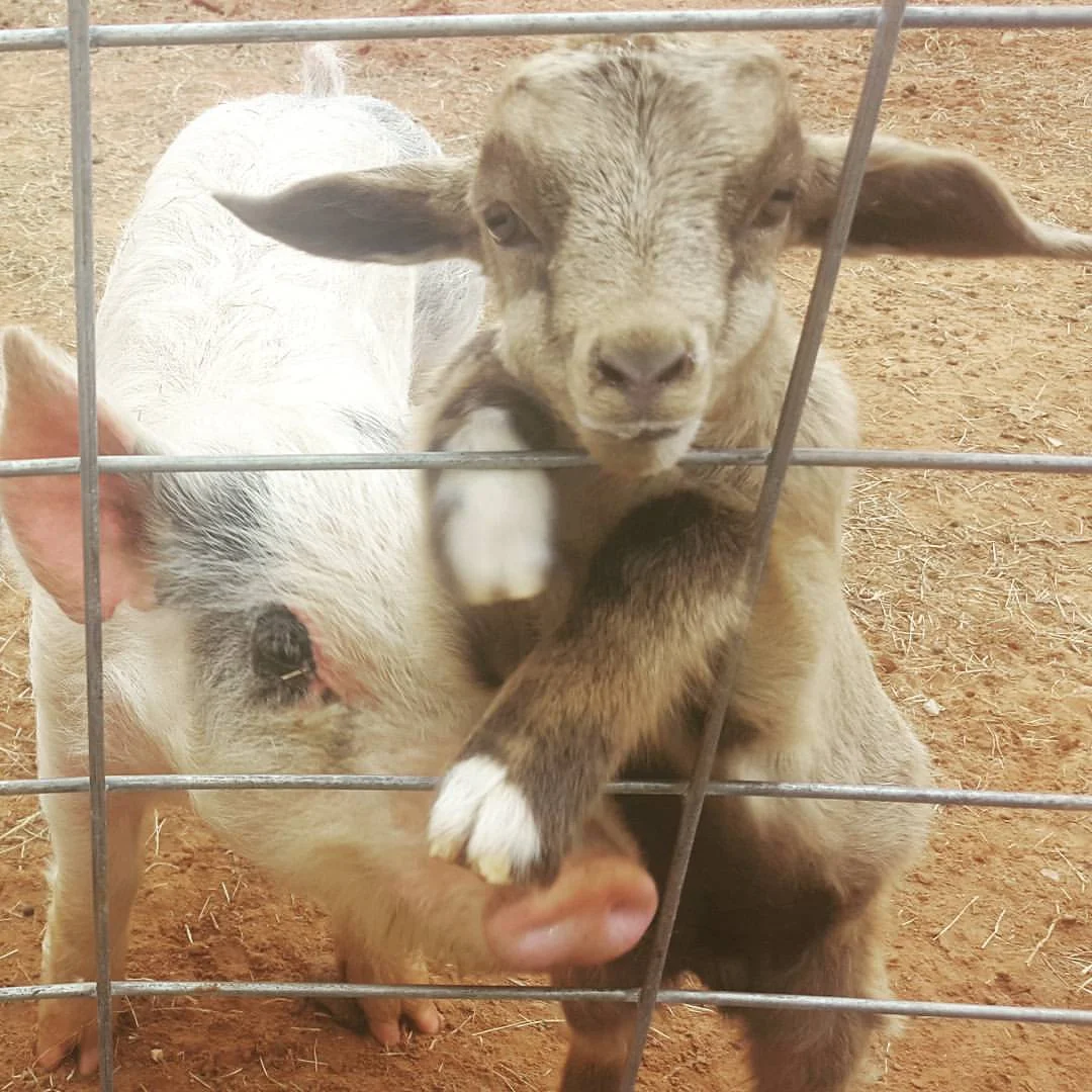 Goat & Pig.jpg