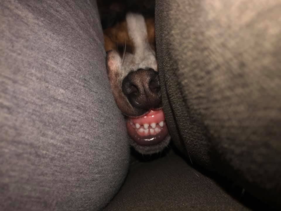 milocouch.jpg