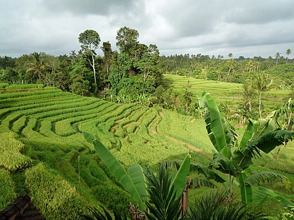 flow-yoga-teacher-training-bali-scenery.jpg