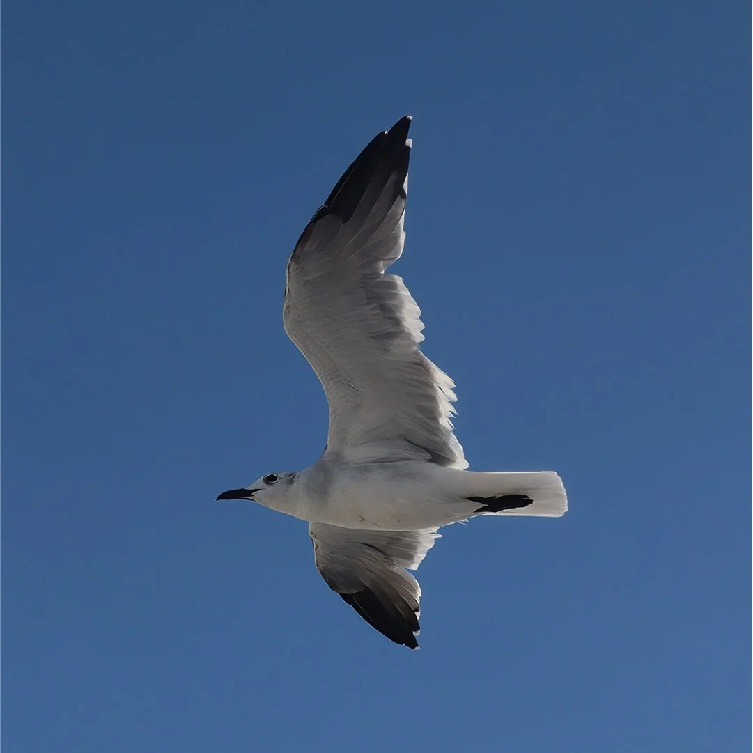 How can we act without attachment to outcomes and cultivate creative freedom?