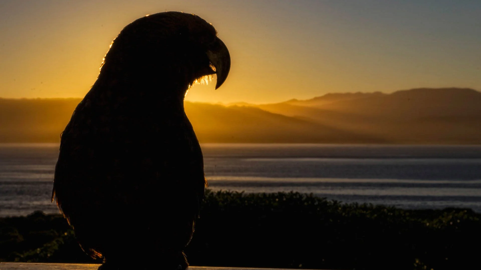 kapiti2.jpg