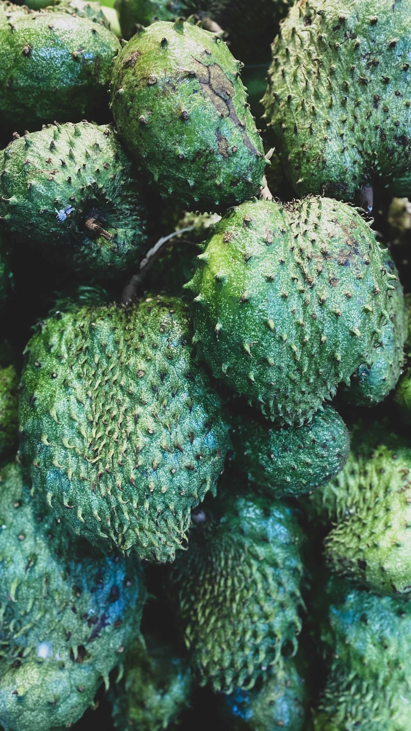 How Soursop Leaf Capsules Help You Build a Balanced Wellness Routine