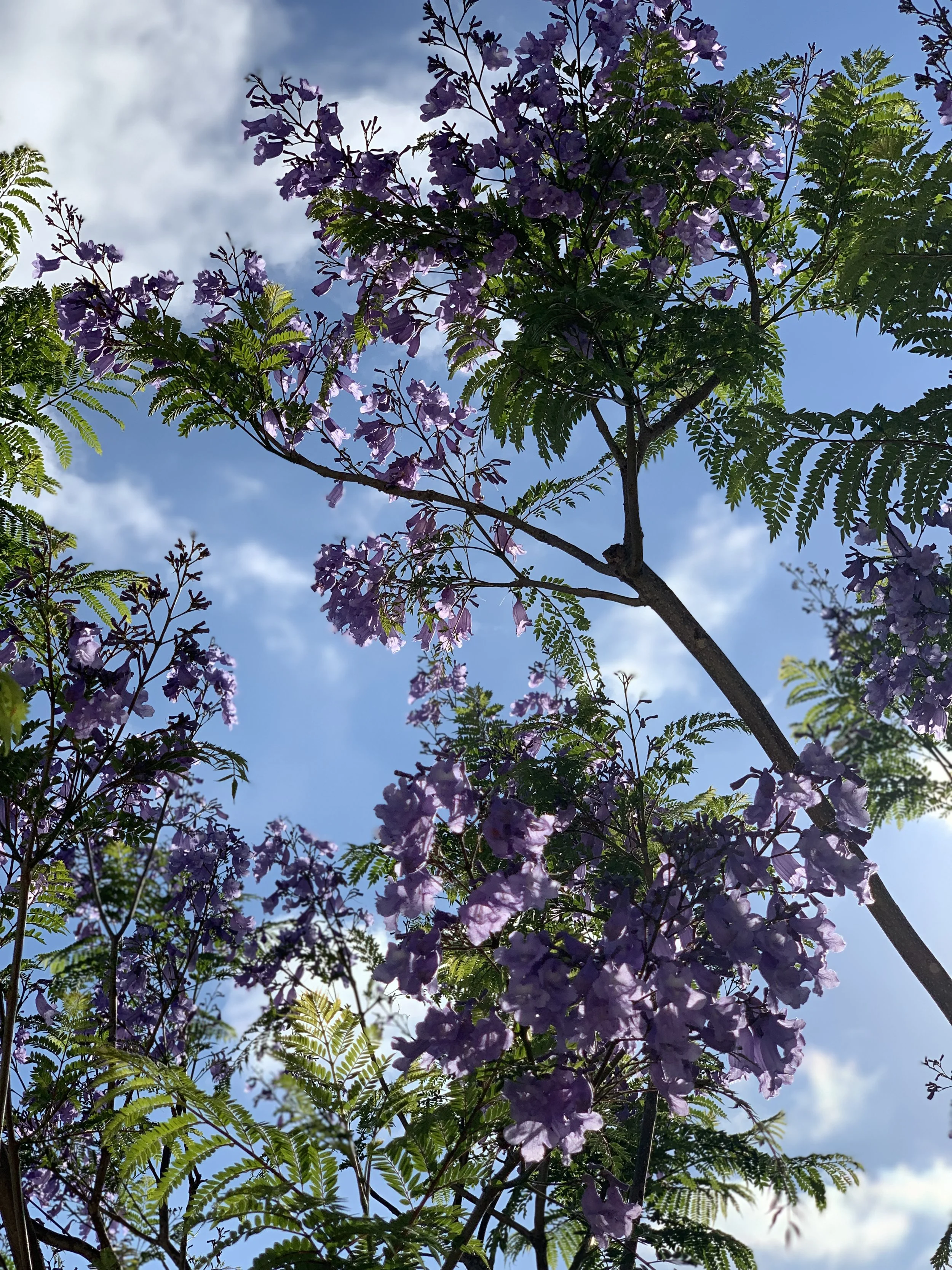 In the Time of Jacarandas