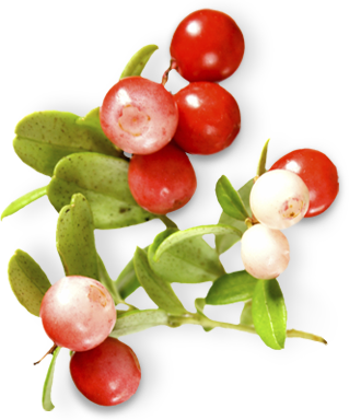 environment_plants_lingonberry.png