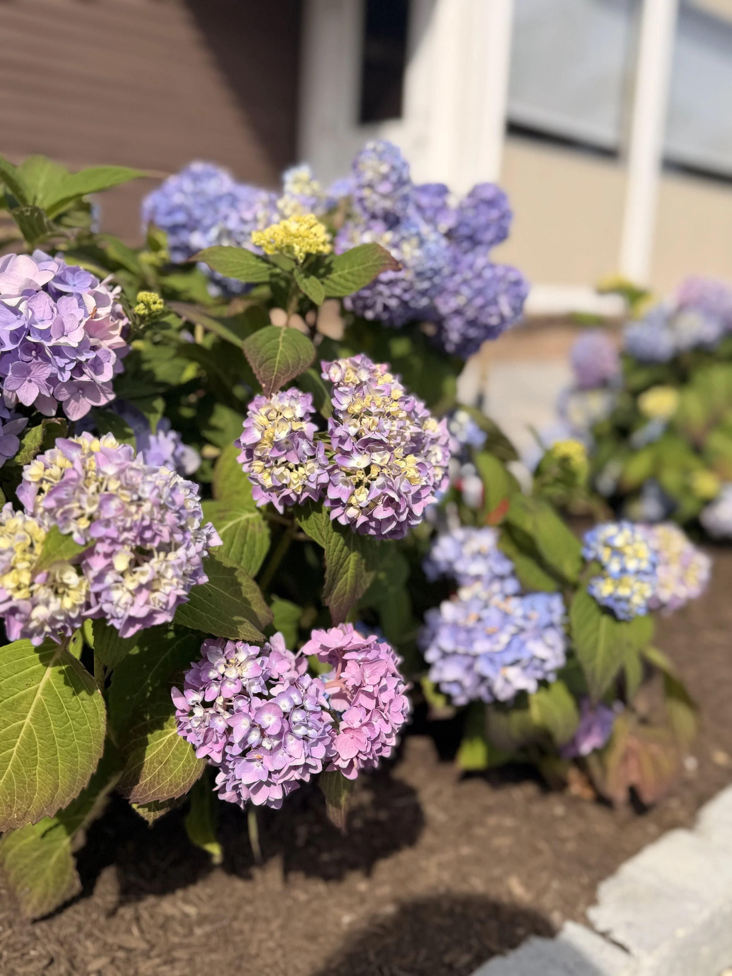 IMG_5525.jpeg