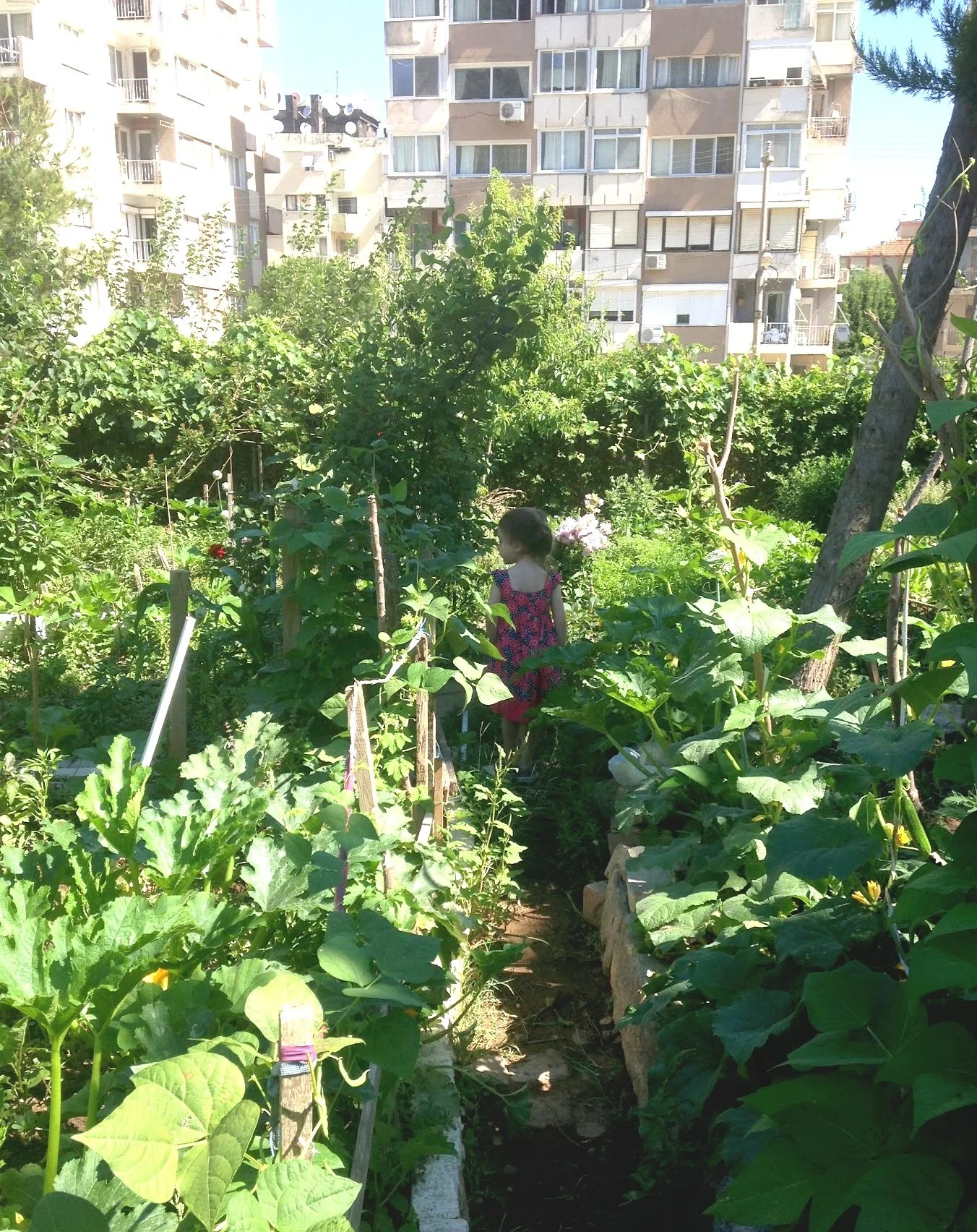 CASE STUDY: CO-DESIGNING A PERMACULTURE GARDEN