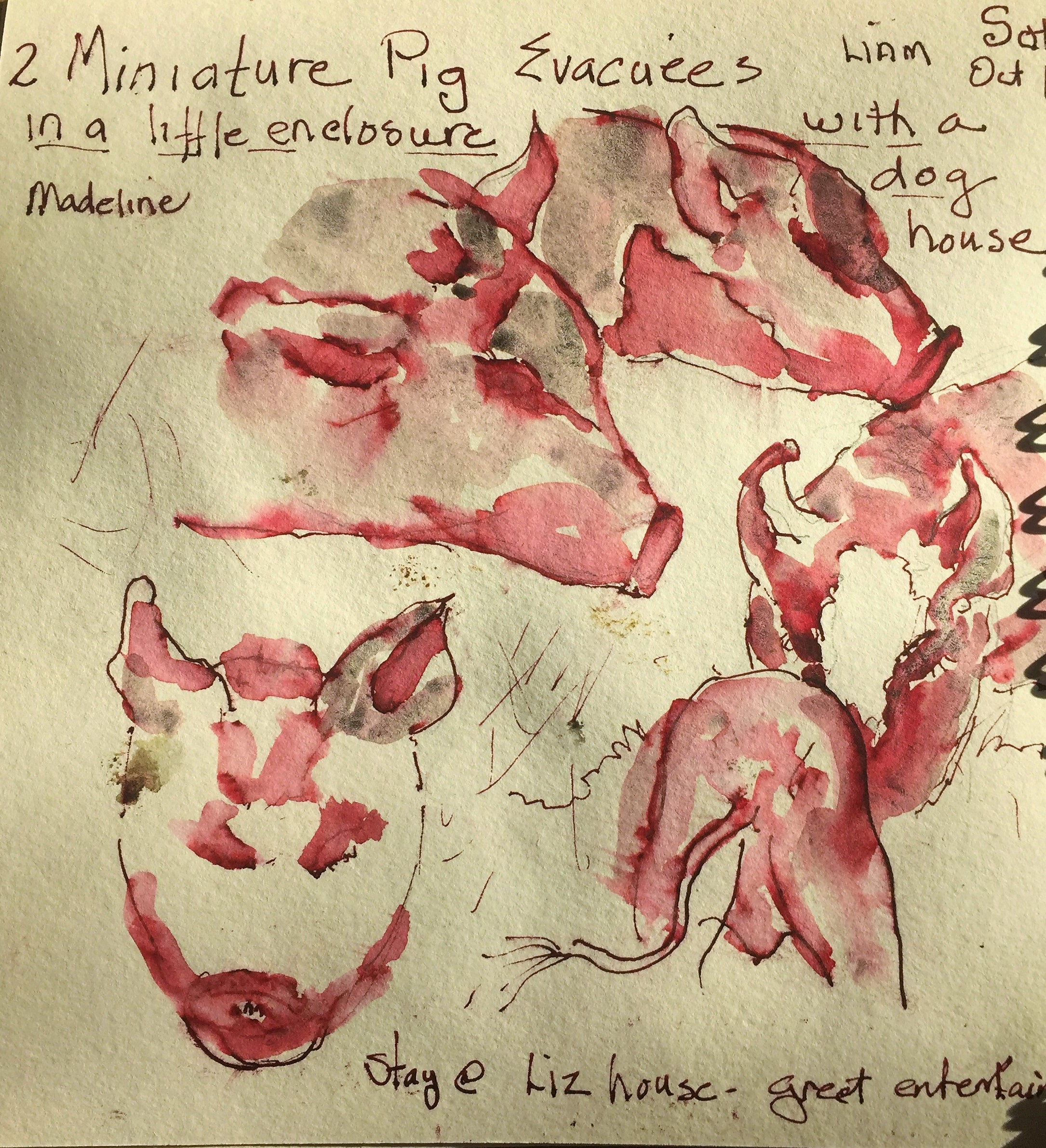 Miniature pigs being housed temporally by a kind friend. Many animals has to be re-housed
