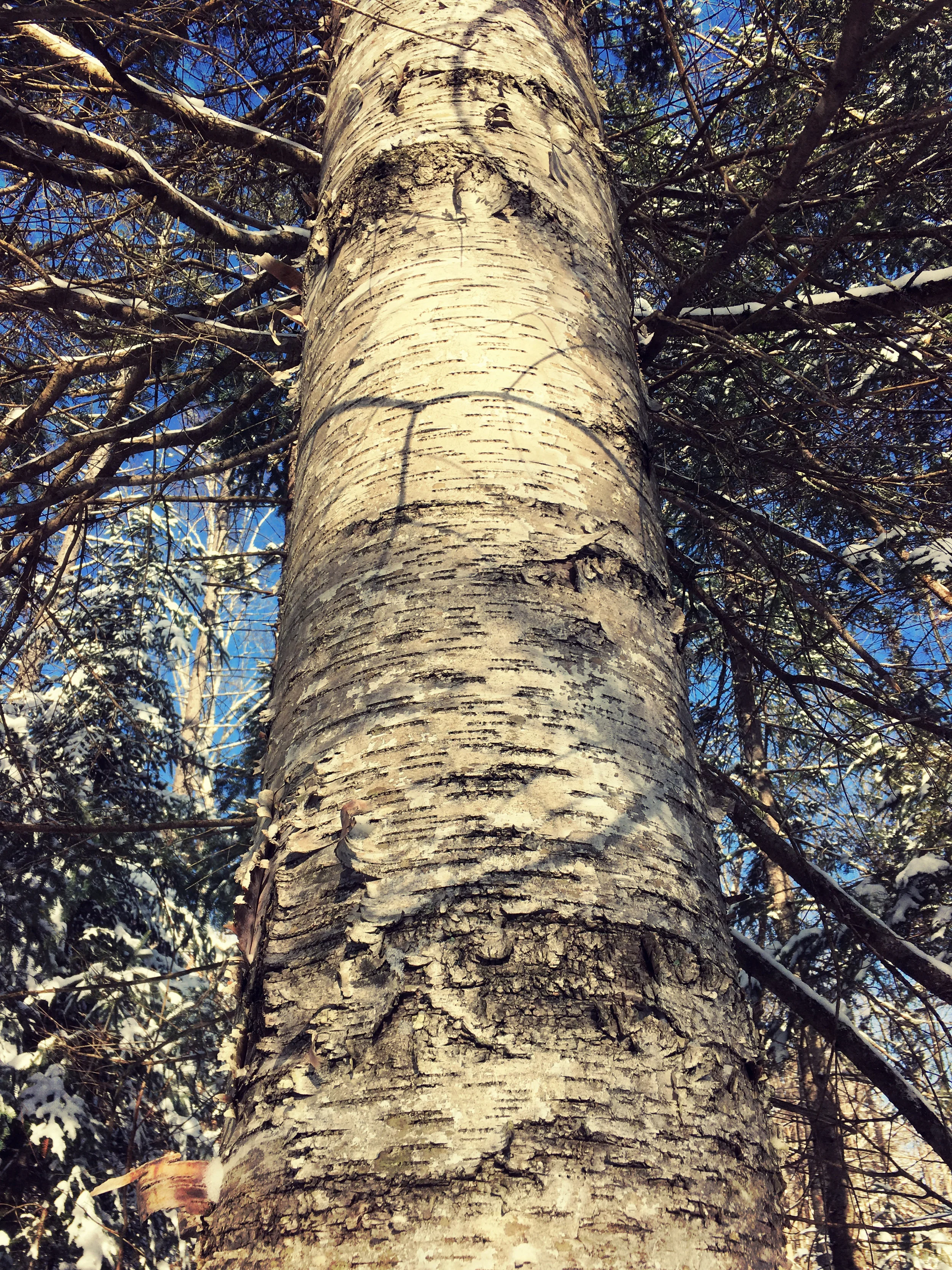 Feb. 21. %22Woods Totem%22.jpg