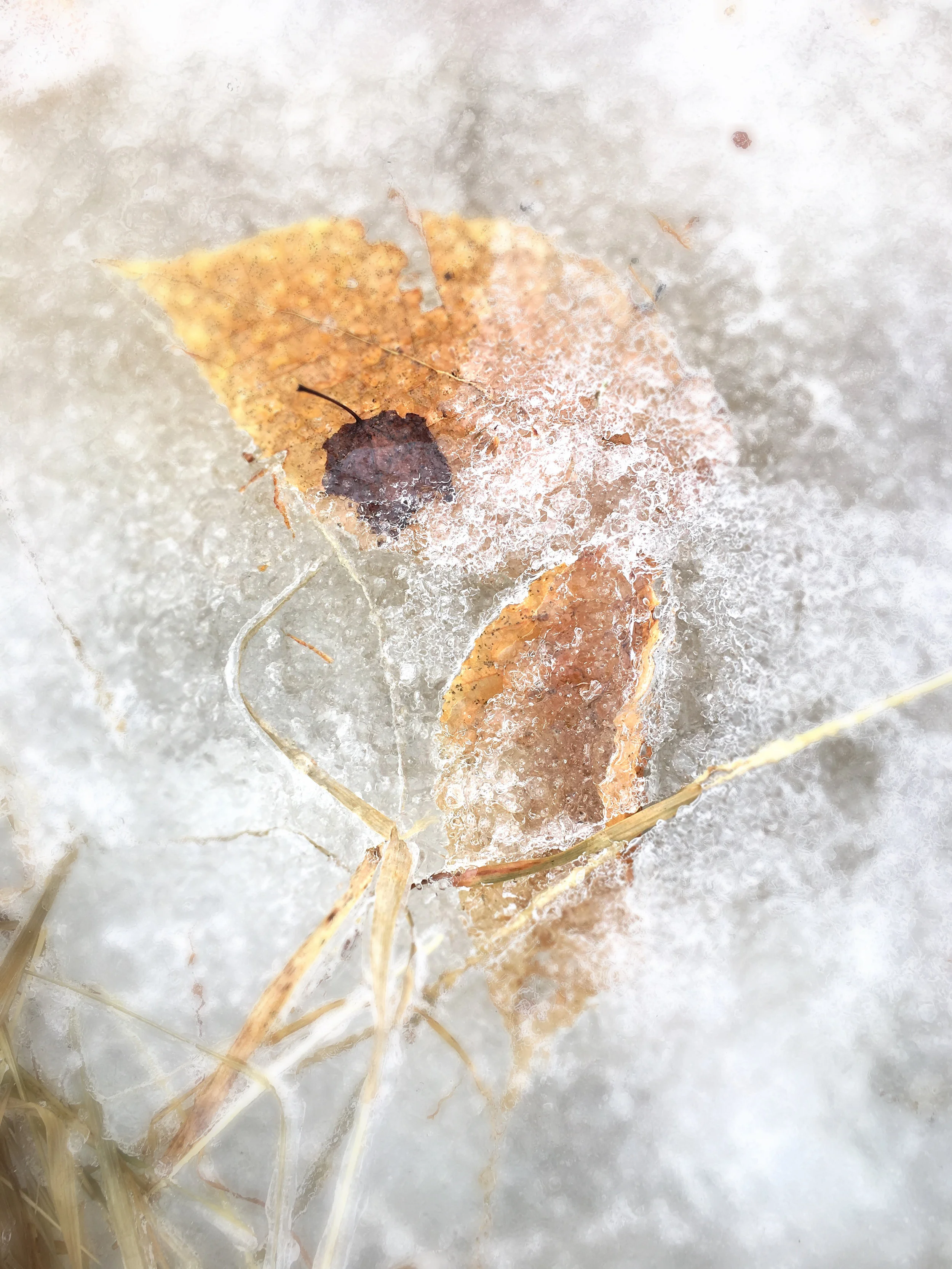 Feb 11 Frozen in Thought.jpg