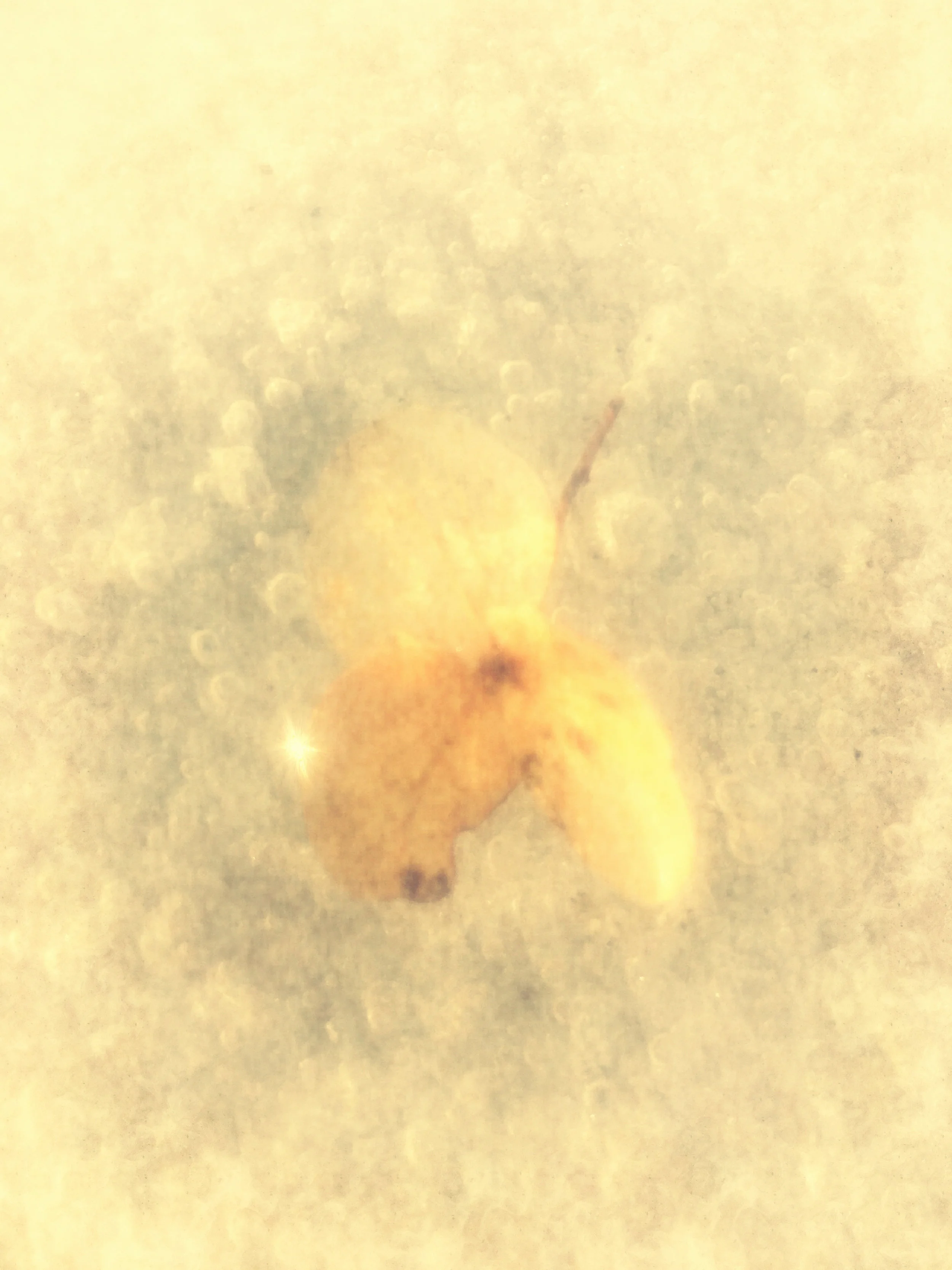 Feb 8 %22The Shape of Silence%22  Poem to Pic.jpg