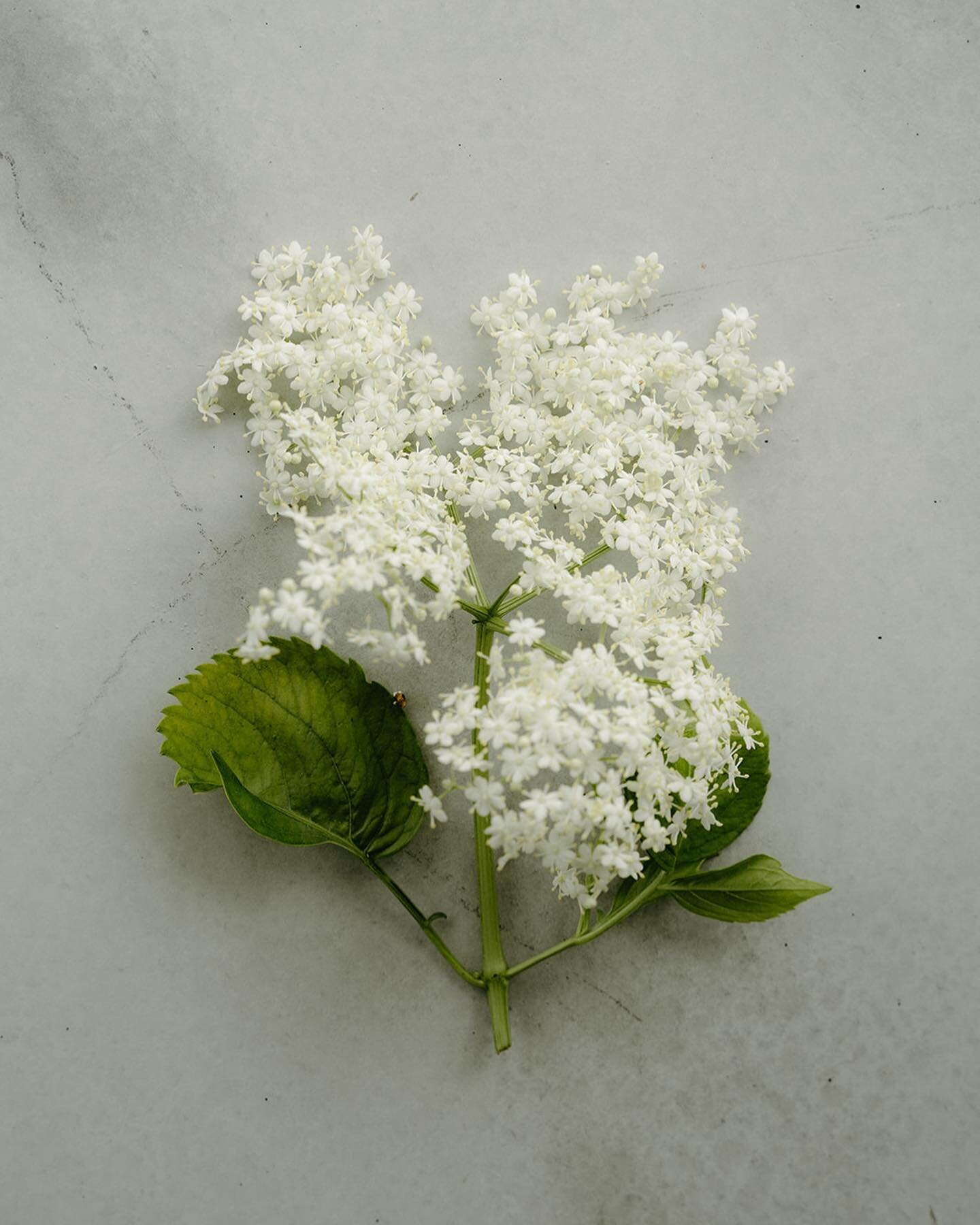 Elderflower, a beautifully floral botanical which gives our vermouth No.3 its sweet, summery scent. 

We pick ours from the bottom of the vineyard when the flowers are just in bloom, and make a tincture which we add to our base wine to impart its bea