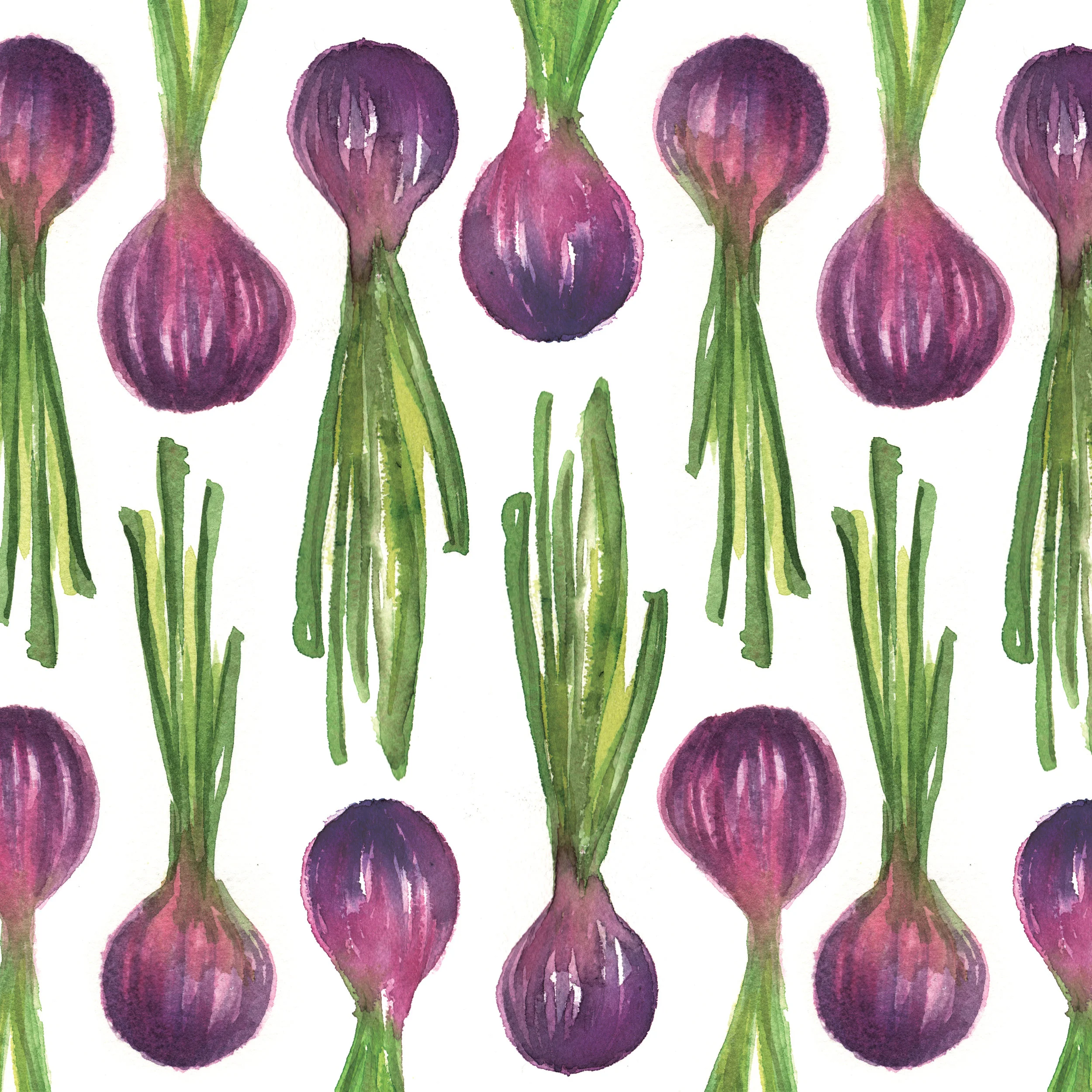 purple-onions illustration.jpg