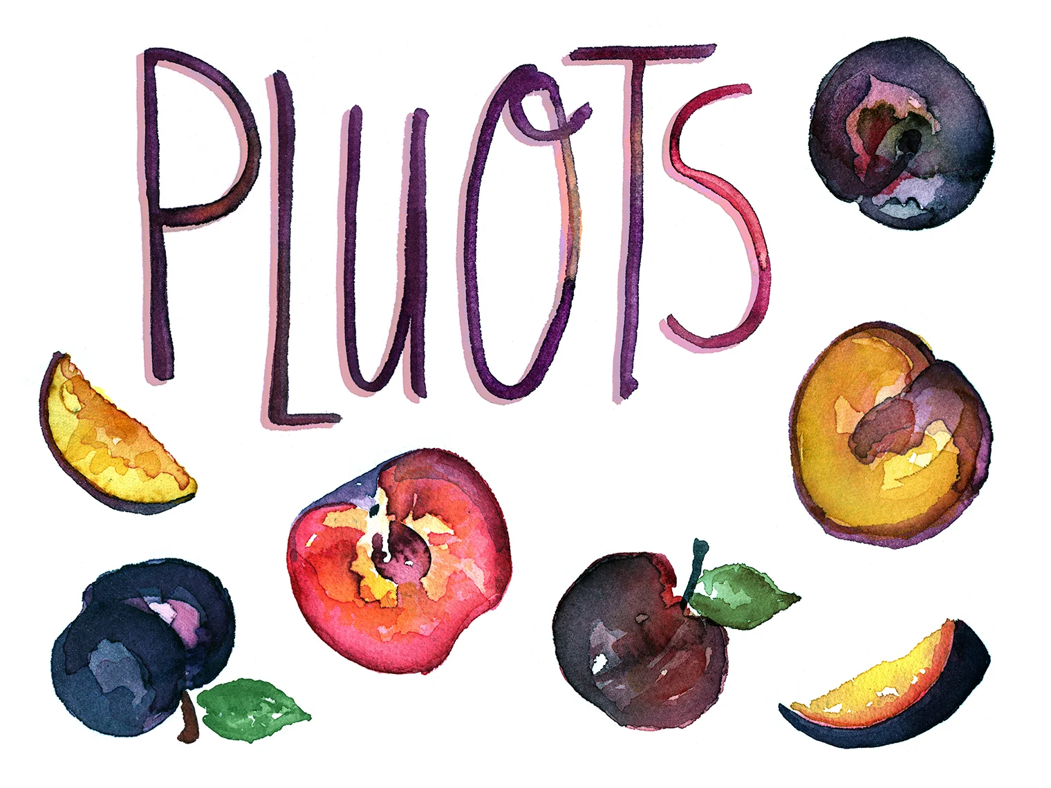Pluots_watercolor-illustration_food-network.jpg