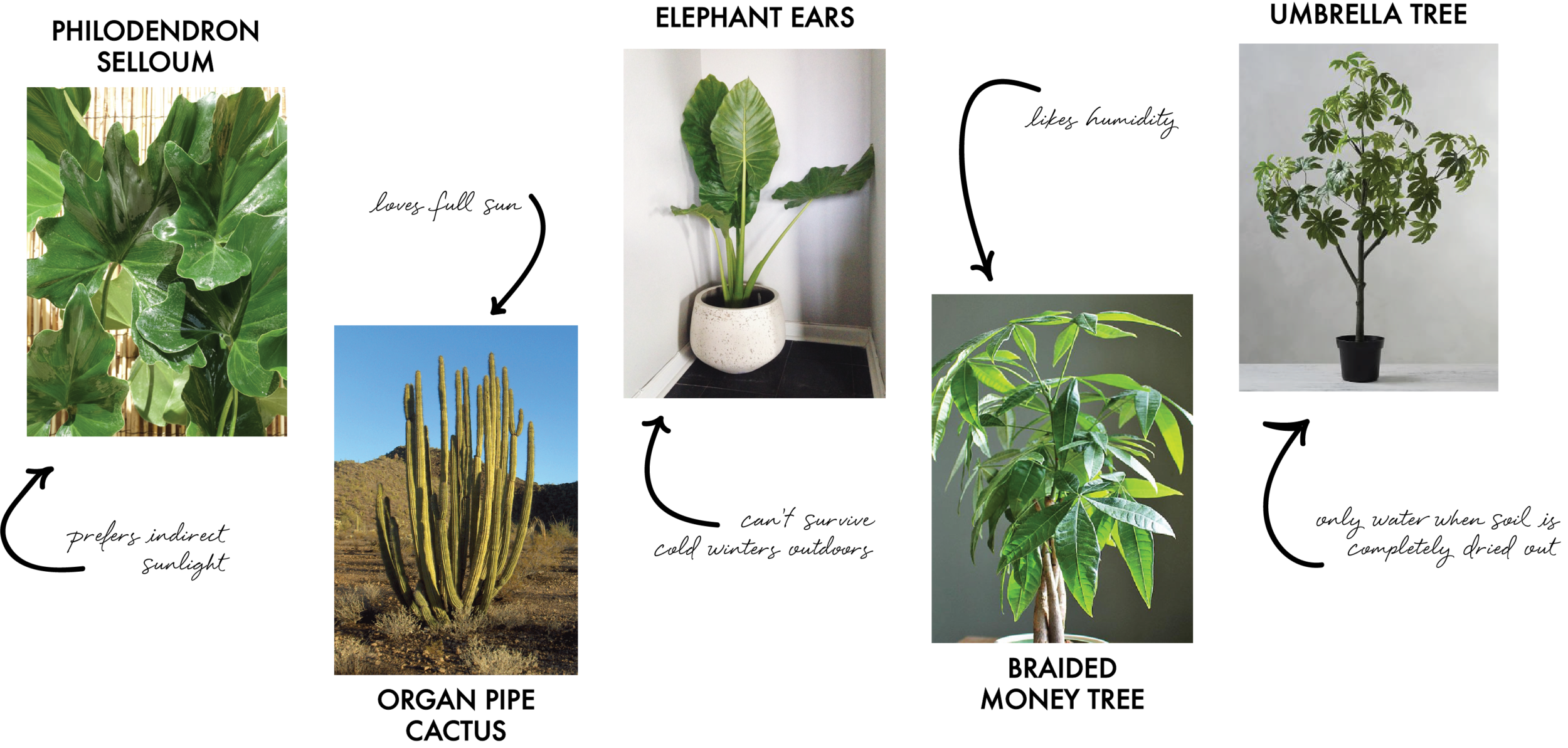 DESIGN SCHOOL Trees.png