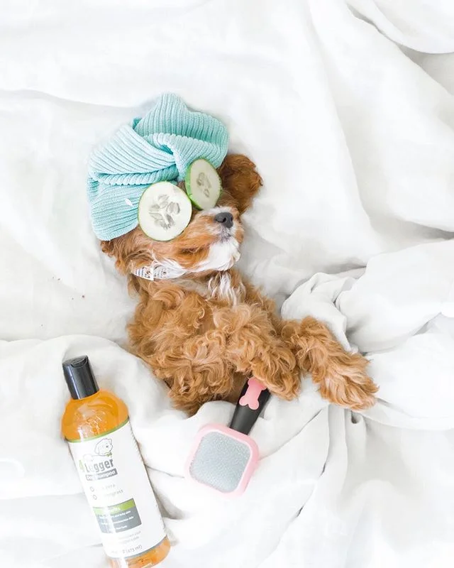 Everyone keeps telling me I need to take these last weeks of pregnancy to pamper myself, relax, and de-stress—it’s like they know some little thing is coming that is going to take all my time/sleep/and energy?? Weird. 😂⁣
⁣
I’m trying, people, I really am!!⁣ (Lillie clearly has it down ❤️🐶)
⁣
I just hate sitting still and cant stand things moving slow (ask my husband and our contractors😅 it’s never moving fast enough for me!)⁣
⁣
I always feel like I need to be either working on the business, prepping meals, running errands, or doing SOMETHING or I feel guilty that I’m not being “productive”.⁣
⁣
But what does that non-stop GO-GO-GO state and fear of disappointing others lead to? ⁣
⁣
Lemme tell ya!! It’s overwhelm, anxiety, sleep deprivation, and usually a big burnout.⁣
⁣
I’m told that once our little man is here my mindset and lifestyle will completely shift. I will be so engulfed in his world and will have a completely different outlook on life. While that kind of scares me—I’m really looking forward to experience this life shift.⁣
⁣
My goal is continue to find the strength to take care of myself—because while stopping to take care of yourself seems like an easy task, it’s always been very low on my priority list and doesn’t really fit my personality.⁣
⁣
But we can’t pour from an empty glass, can we? ❤️