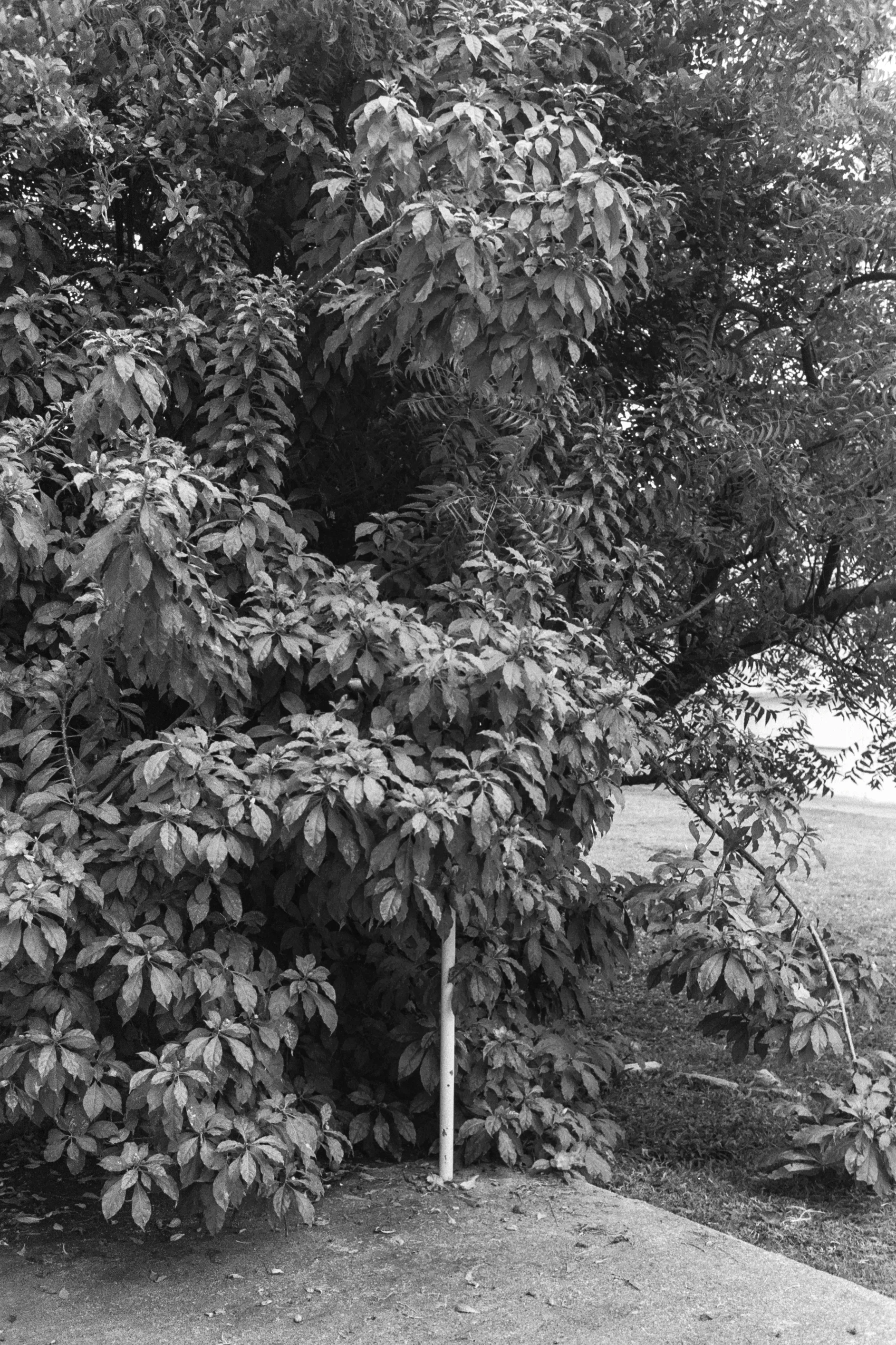 AA016.jpg
