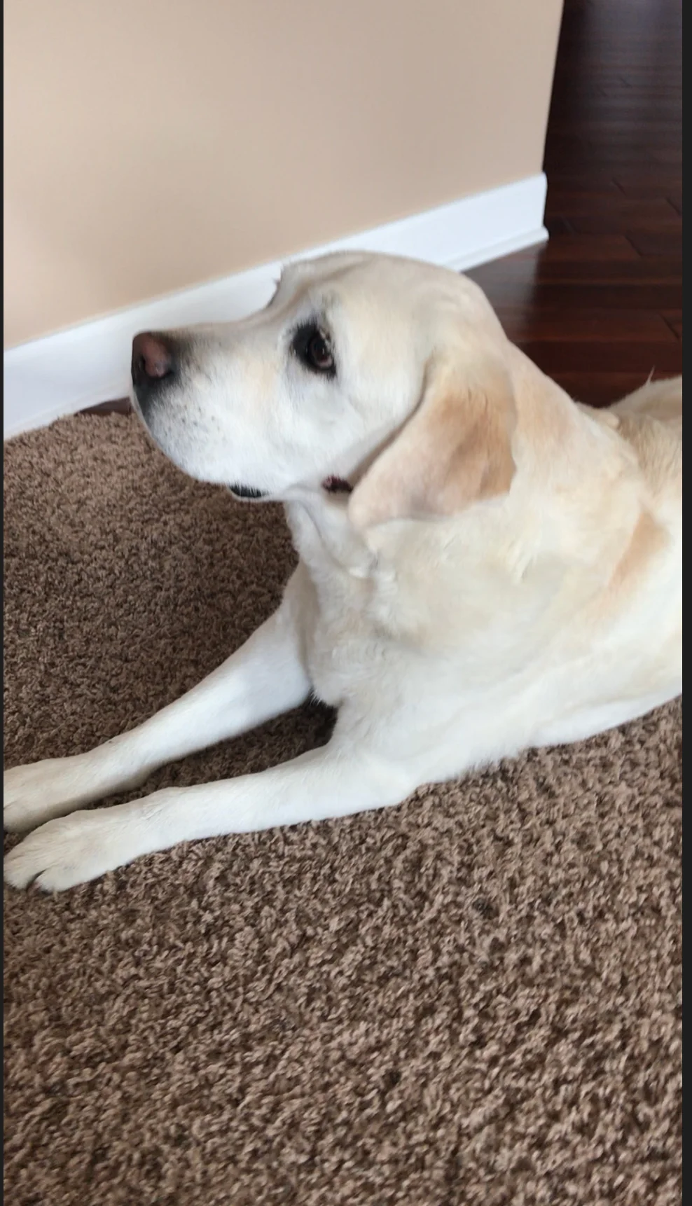 Health Reform Lessons from My Dog