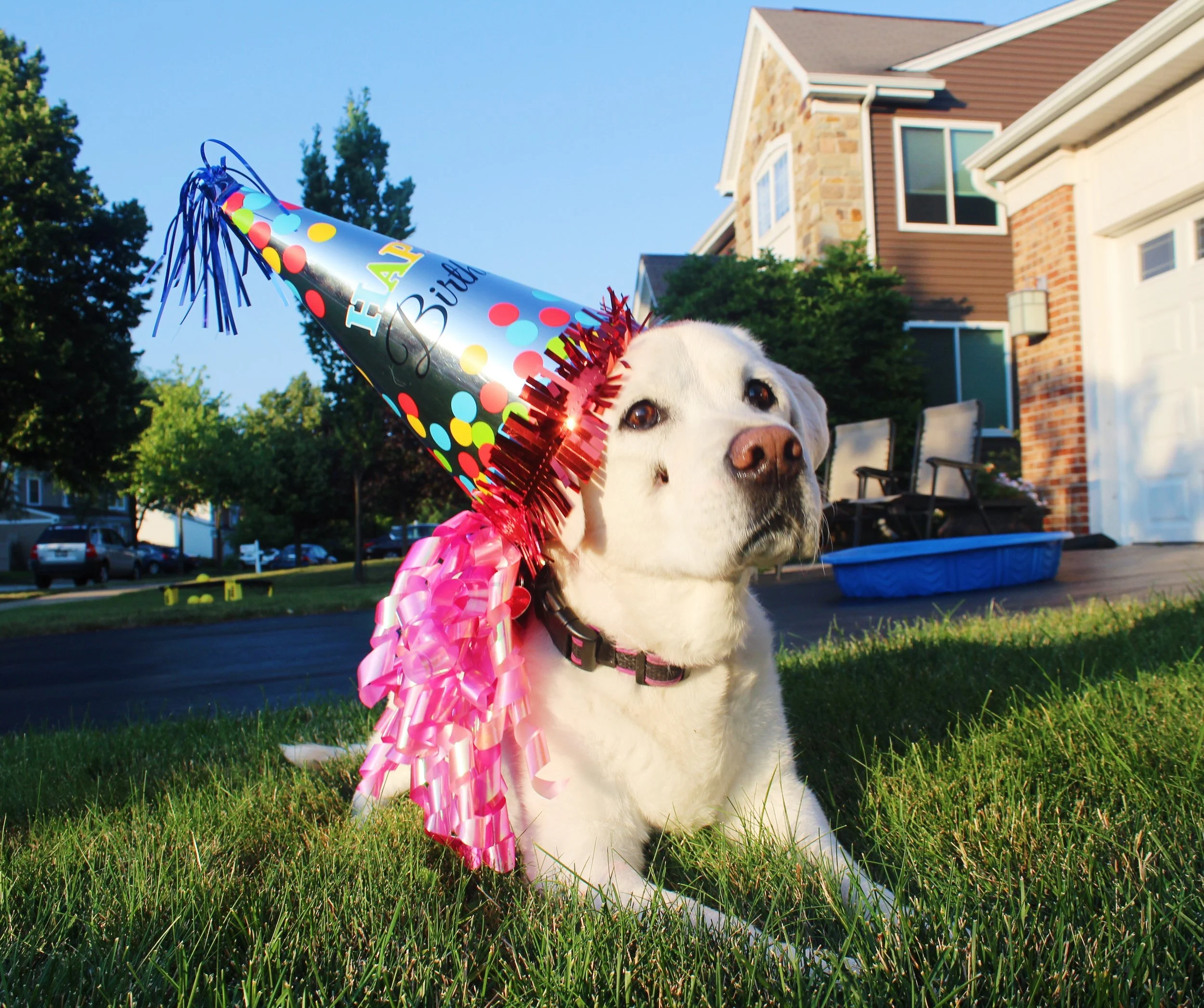 Happy 100th Birthday, Sophie Doggie! 