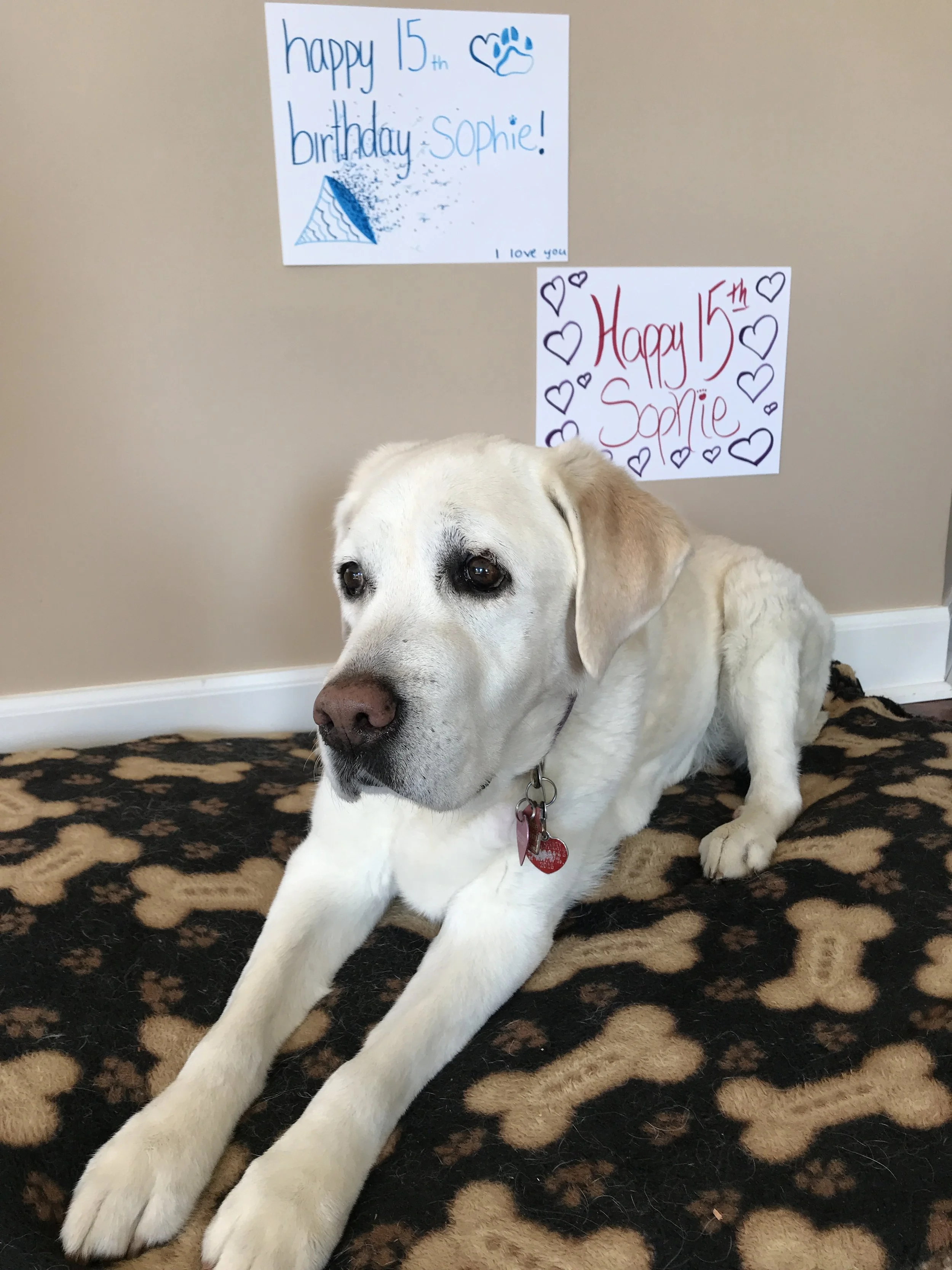 Happy 15th Birthday, Miracle Dog!💕🐾