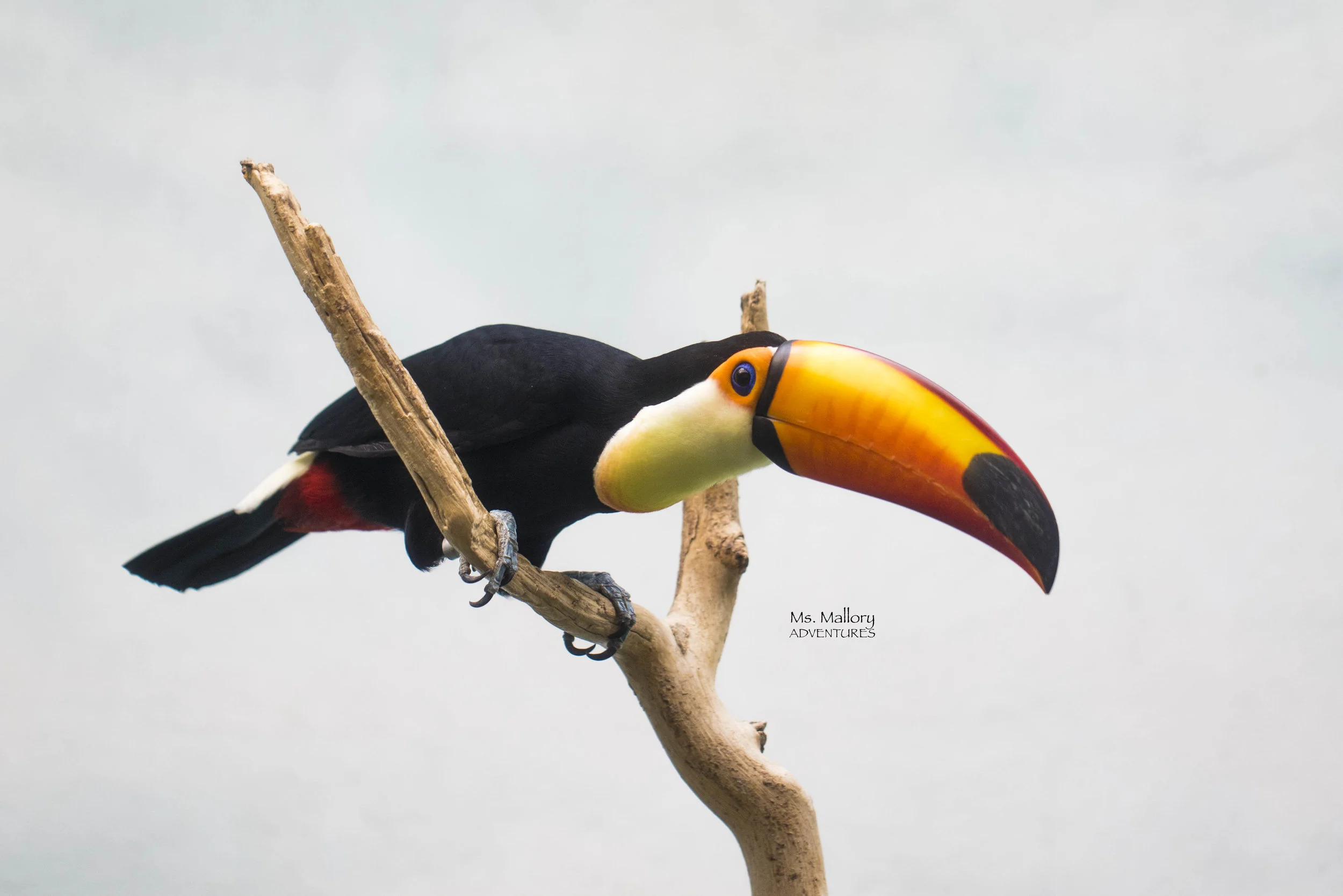 tocoToucan.jpg