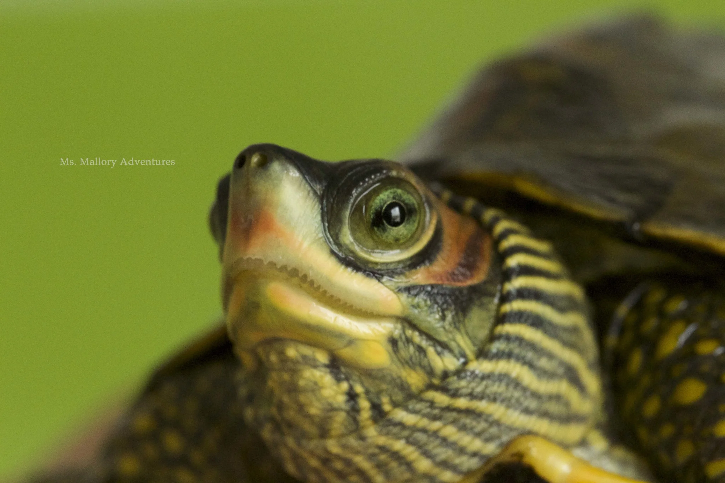 indiantentturtle.jpg