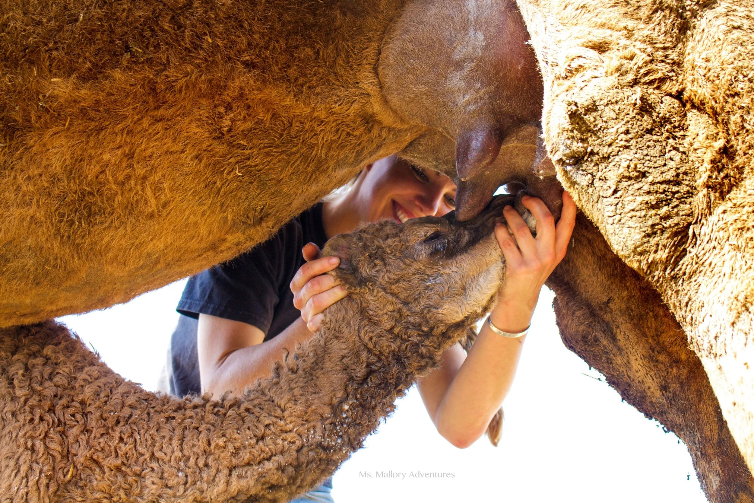 camelfeeding.jpg