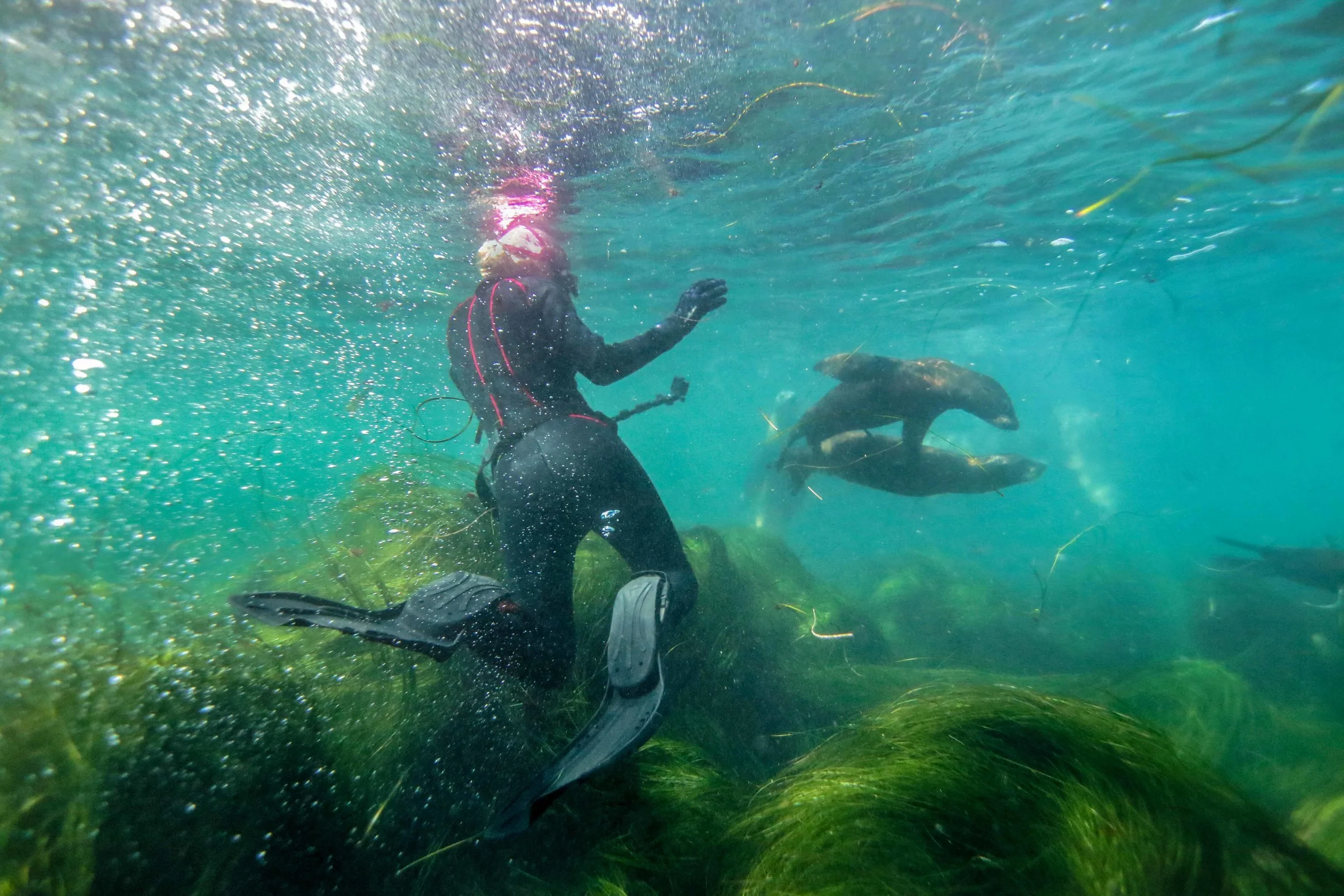 Mallory_SeaLions.jpg