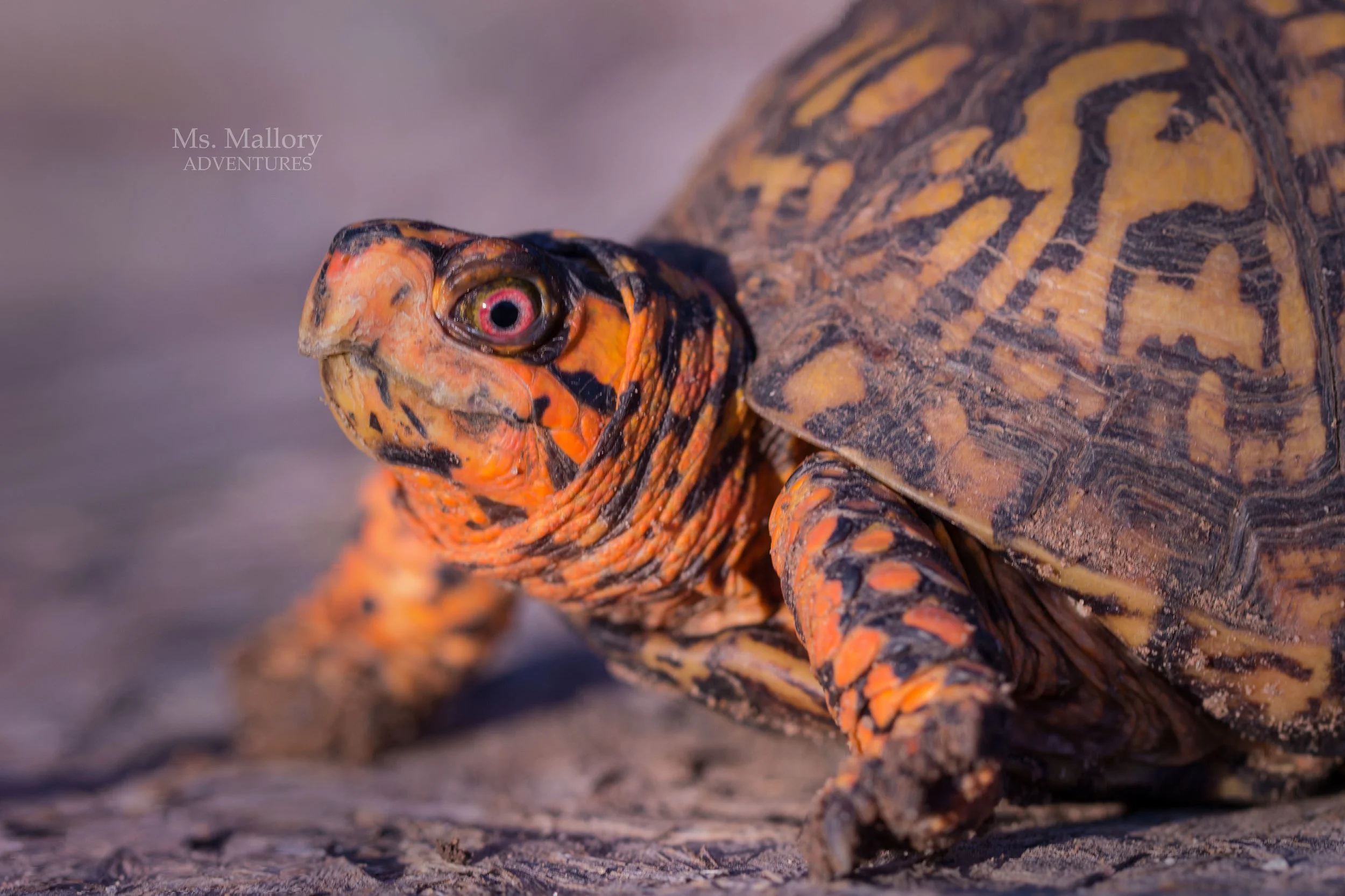 boxturtle.jpg
