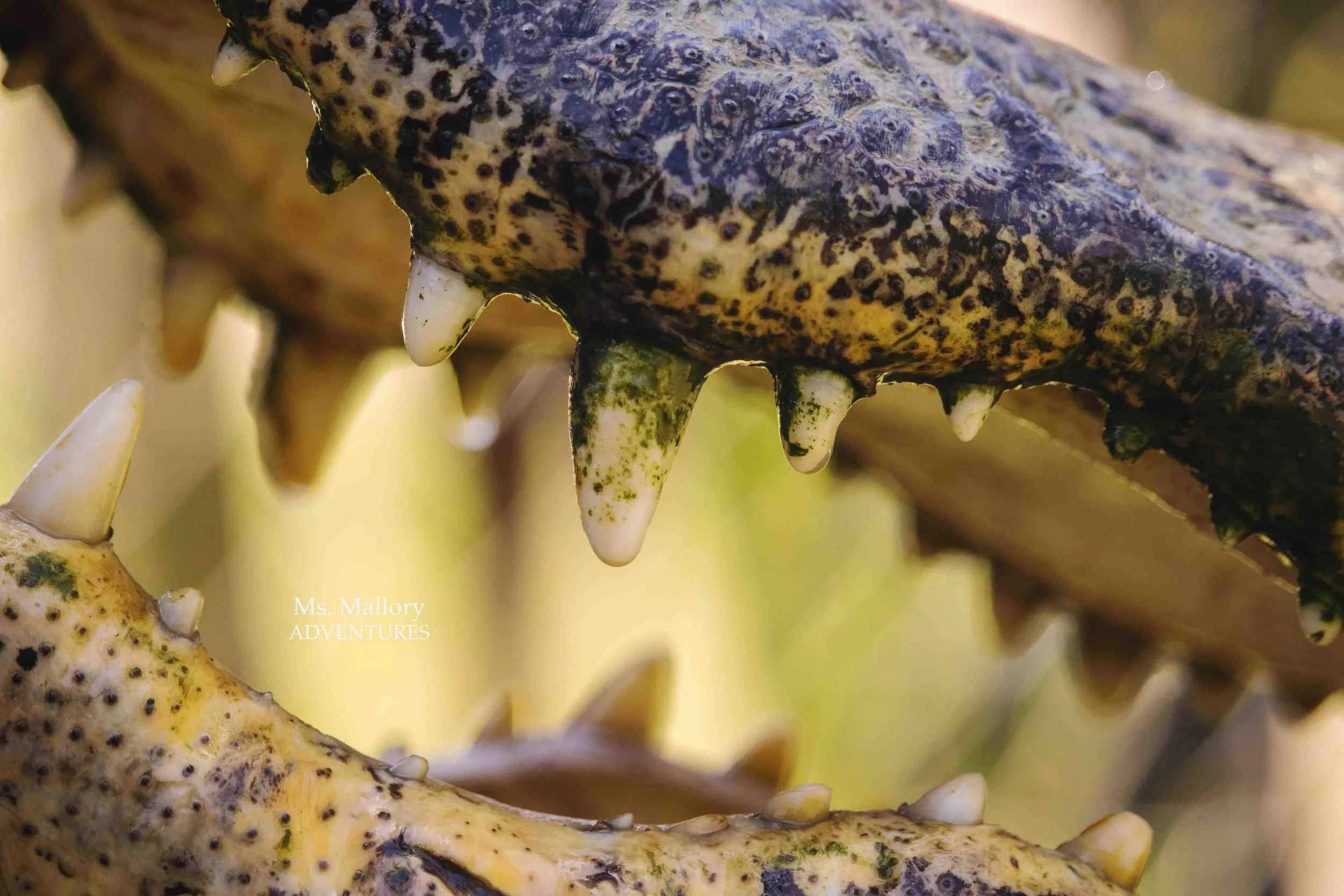 gatormouth_web.jpg