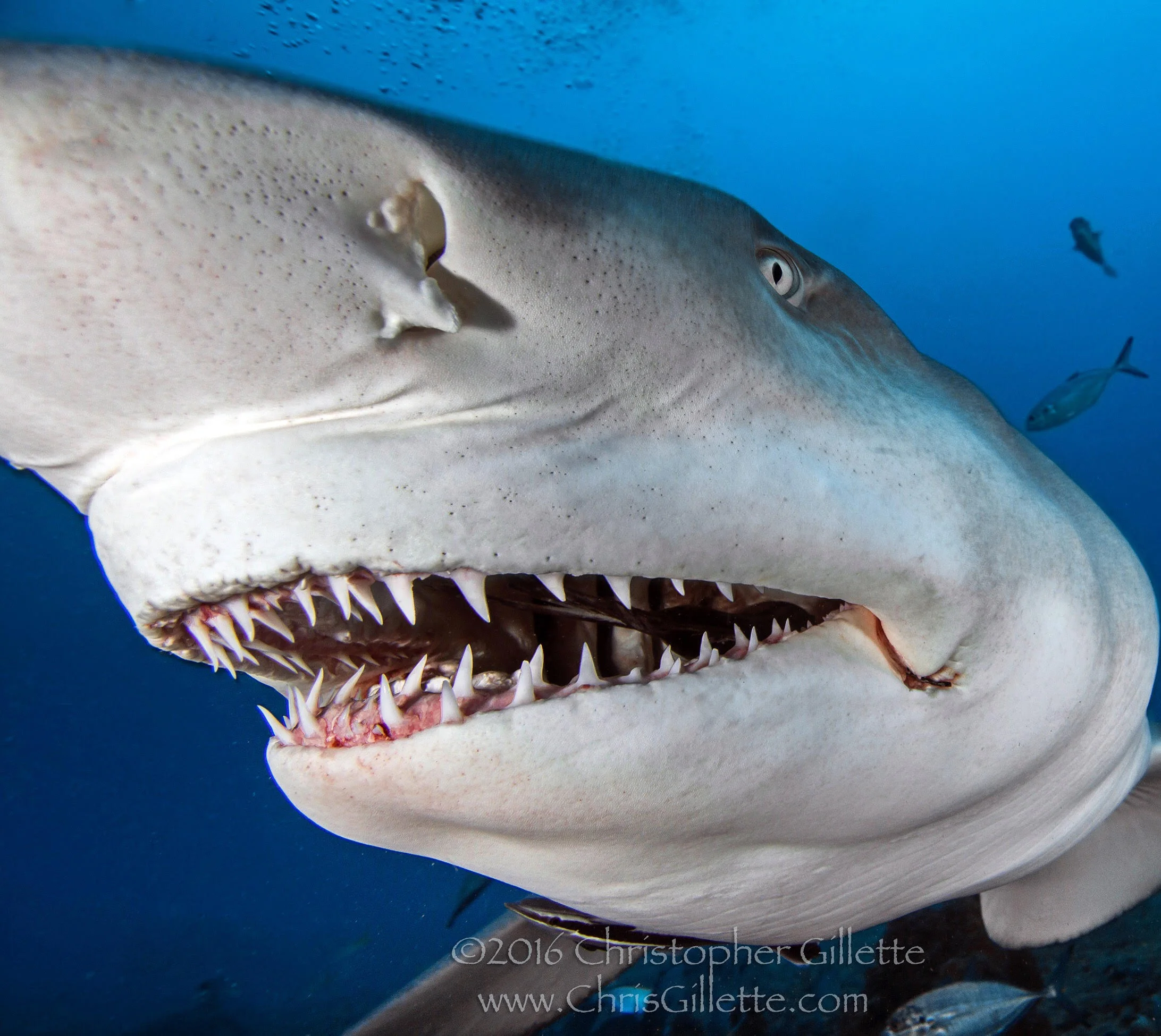 Image by Chris Gillette