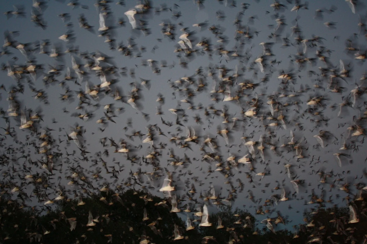 Mexican free-tailed bats emerge from Texas’s Bracken Cave. Over 15 million bats live there, making it the largest known bat colony (and largest concentration of mammals) on Earth. Photo by Ann Froschauer, USFWS.